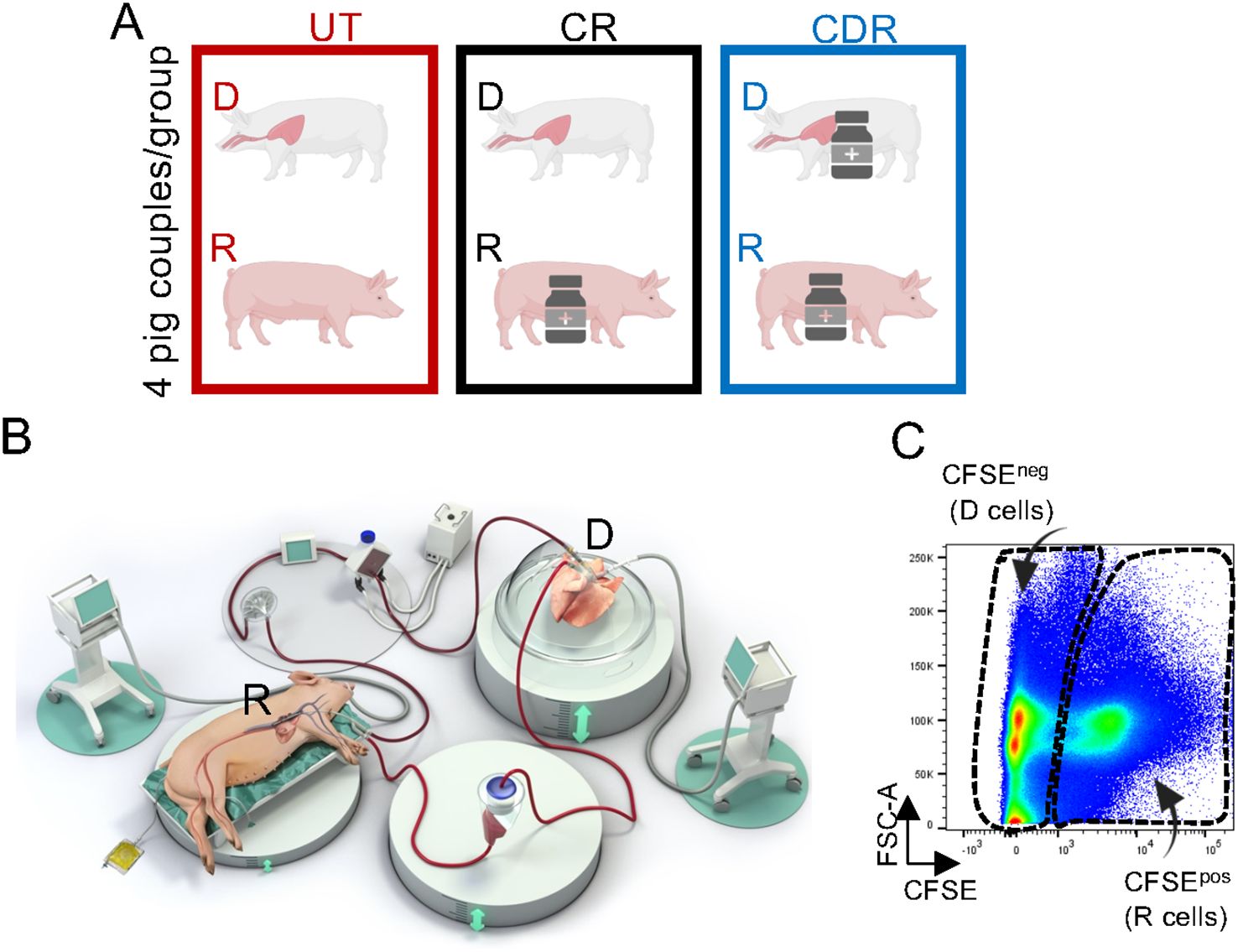 Diagram illustrating a study involving pig couples in three groups: UT, CR, and CDR, with four pigs per group. A) UT (red box) shows untreated pigs, CR (black box) shows pigs with treatment to recipients, CDR (blue box) shows pigs with treatment to donors and recipients. B) Visualization of a pig connected to medical equipment for cell separation. C) Flow cytometry plot depicting CFSE-negative donor cells and CFSE-positive recipient cells.