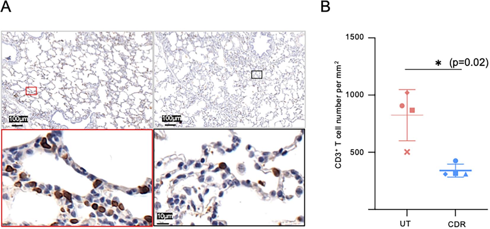 Panel A shows two microscopic images of lung tissue with outlined areas magnified below. The left side has a red outline, and the right has a black outline. Panel B is a graph comparing CD3+ T cell numbers between two groups, UT and CDR, with UT having higher numbers. Statistical significance is indicated with a p-value of 0.02.