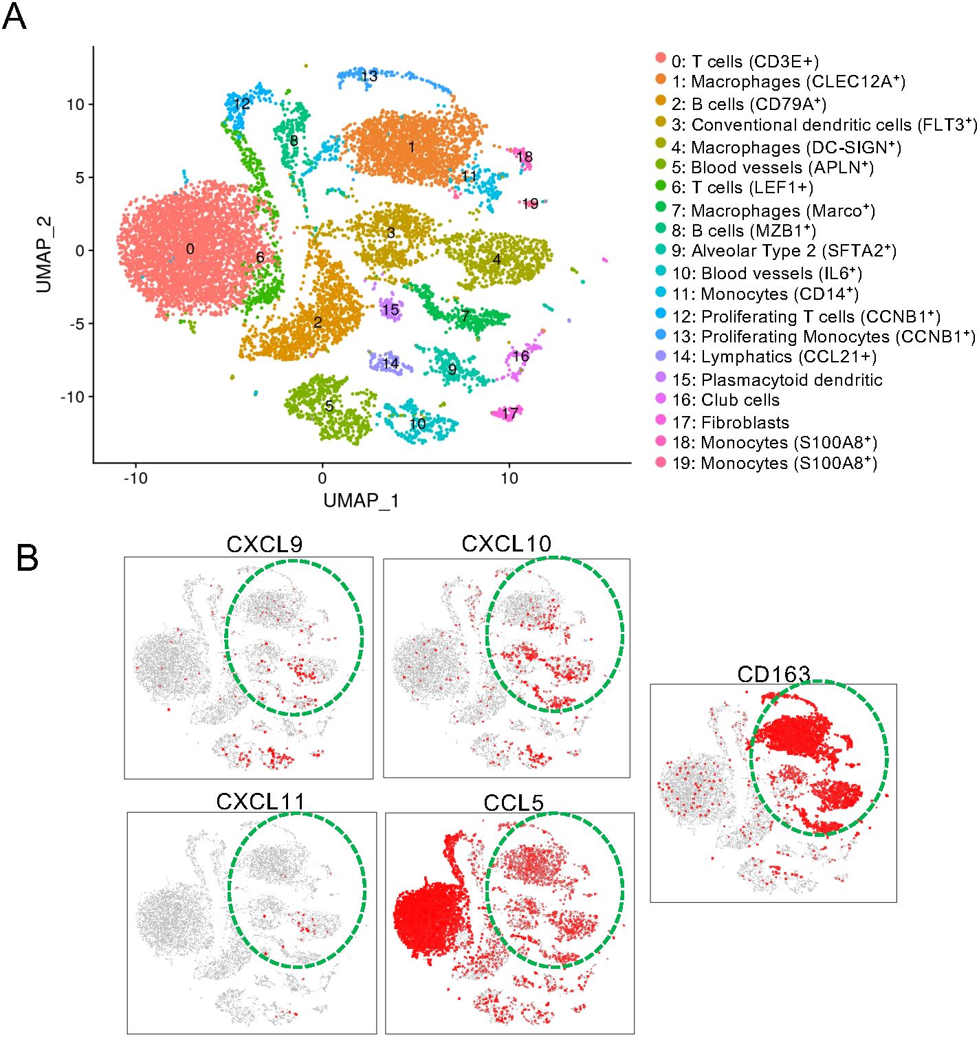 Panel A shows a UMAP plot illustrating distinct cell clusters with labels indicating cell types such as T cells, macrophages, and dendritic cells, color-coded accordingly. Panel B includes four smaller plots displaying expression of genes CXCL9, CXCL10, CXCL11, and CCL5, highlighted in red, within cell clusters. The green dashed circles emphasize specific areas.