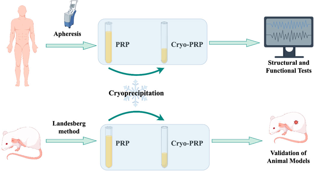 Flowchart depicts a process involving human and animal models. A human figure is linked to apheresis, yielding PRP and Cryo-PRP, which undergo structural and functional tests. Cryoprecipitation connects to a mouse, showing Landesberg method involvement, leading to a similar PRP and Cryo-PRP setup, used for validation of animal models. Arrows indicate process flow.