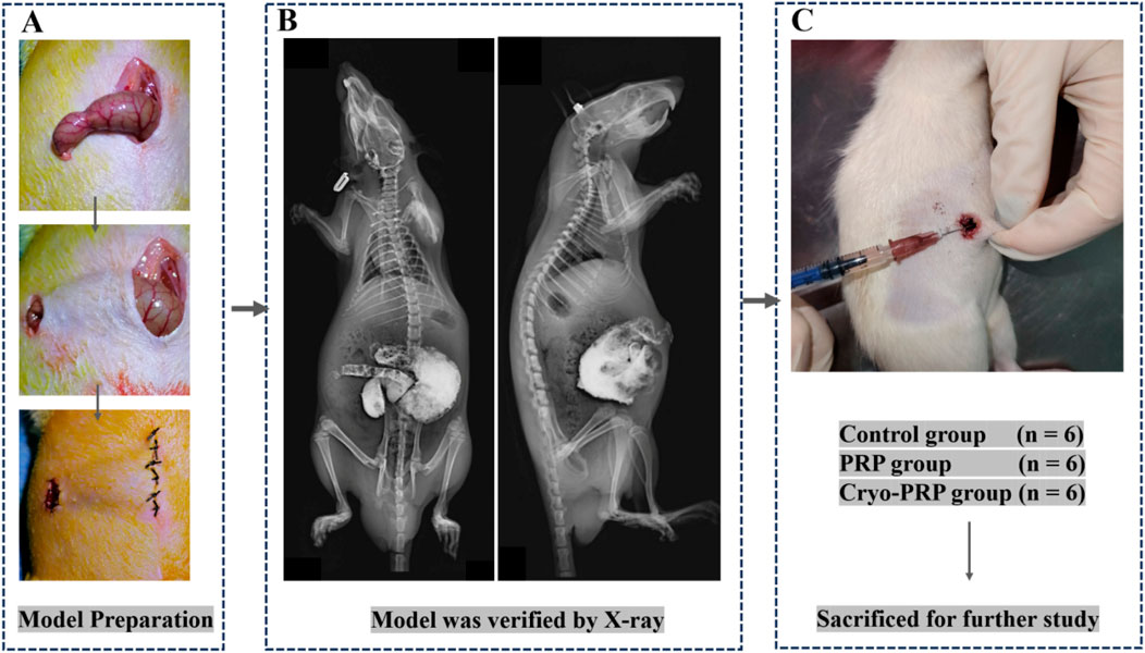 A multi-panel image detailing a surgical procedure on a rat model. Panel A shows images of the wound preparation process, including the exposure of tissues, followed by suturing. Panel B presents X-rays used to verify the model, displaying frontal and lateral views of the rat with visible internal organs. Panel C depicts an injection being administered into the wound of the anesthetized rat. A table below lists
