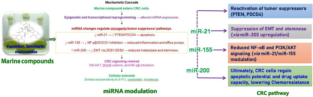 Flowchart illustrating the effects of marine compounds like fucoidan, laminarin, and manzamine on cancer cells. These compounds enter CRC cells, altering miRNA expression, which regulates oncogenic pathways. miR-21, miR-155, and miR-200 are involved, affecting tumor suppression, inflammation reduction, and metastasis inhibition. This rewiring leads to inhibited cancer cell signaling, increasing sensitivity to treatments like 5-FU and oxaliplatin, enhancing drug uptake, and lowering chemoresistance.