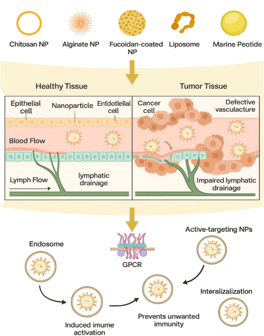 Diagram illustrating the delivery of nanoparticles to tissues. The top section shows different nanoparticles: chitosan, alginate, fucoidan-coated, liposome, and marine peptide. The middle section compares healthy tissue with tumor tissue, highlighting differences in blood and lymph flow, and nanoparticle behavior. The bottom section depicts the process involving G protein-coupled receptors (GPCRs), showing how nanoparticles undergo endocytosis, activate the immune system, and prevent unwanted immunity.