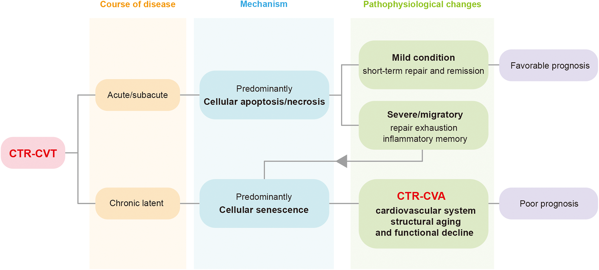 Flowchart illustrating The relationship between CTR-CVT and CTR-CVA. CTR-CVT has acute/subacute and chronic latent courses. Acute leads to cellular apoptosis/necrosis, resulting in mild conditions with favorable prognosis. Chronic involves cellular senescence, causing severe conditions and cardiovascular aging, leading to poor prognosis. CTR-CVA essentially represents the long-term progression of acute/subacute injuries and the chronic phenotype of latent injuries in CTR-CVT. Revised Alt-Text for Figure 3 is provided as follows: Illustration showing Cardiovascular Cellular Senescence Signaling during Chemotherapy and Radiotherapy. The pathways through which the two induce cellular senescence share certain similarities while also exhibiting distinct differences. Labels indicate involved proteins, molecular interactions, and processes such as cell cycle arrest, anti-apoptotic activities, and autophagosome formation.