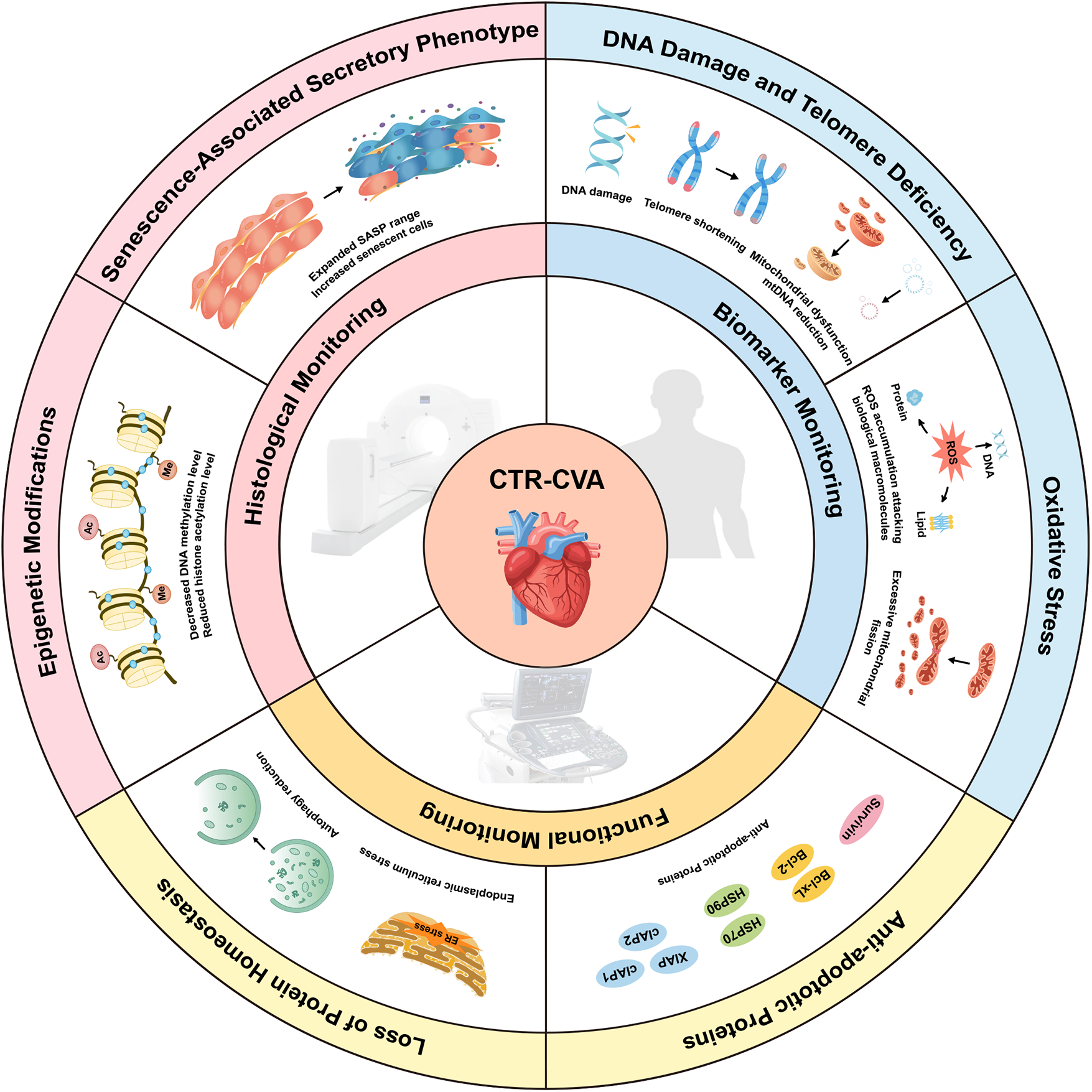 Circular diagram illustrating various aspects of CTR-CVA monitoring. Sections include Senescence-Associated Secretory Phenotype, DNA Damage and Telomere Deficiency, Oxidative Stress, Anti-Apoptotic Proteins, Loss of Protein Homeostasis, Functional Monitoring, Epigenetic Modifications, and Histological Monitoring. Each section contains related images and text to depict specific biological processes, such as DNA damage, oxidative stress, and protein functions. The center features a heart graphic labeled \"CTR-CVA.\"