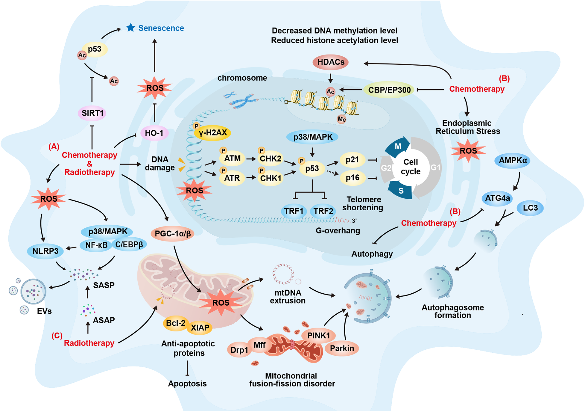 Illustration showing the molecular pathways and effects of chemotherapy, radiotherapy, and ROS on cell processes. It includes DNA damage, senescence, telomere shortening, apoptosis, autophagy, and mitochondrial disorders. Labels indicate involved proteins, molecular interactions, and processes such as cell cycle arrest, anti-apoptotic activities, and autophagosome formation. The pathways demonstrate how chemotherapy and radiotherapy induce oxidative stress, affecting cellular functions.