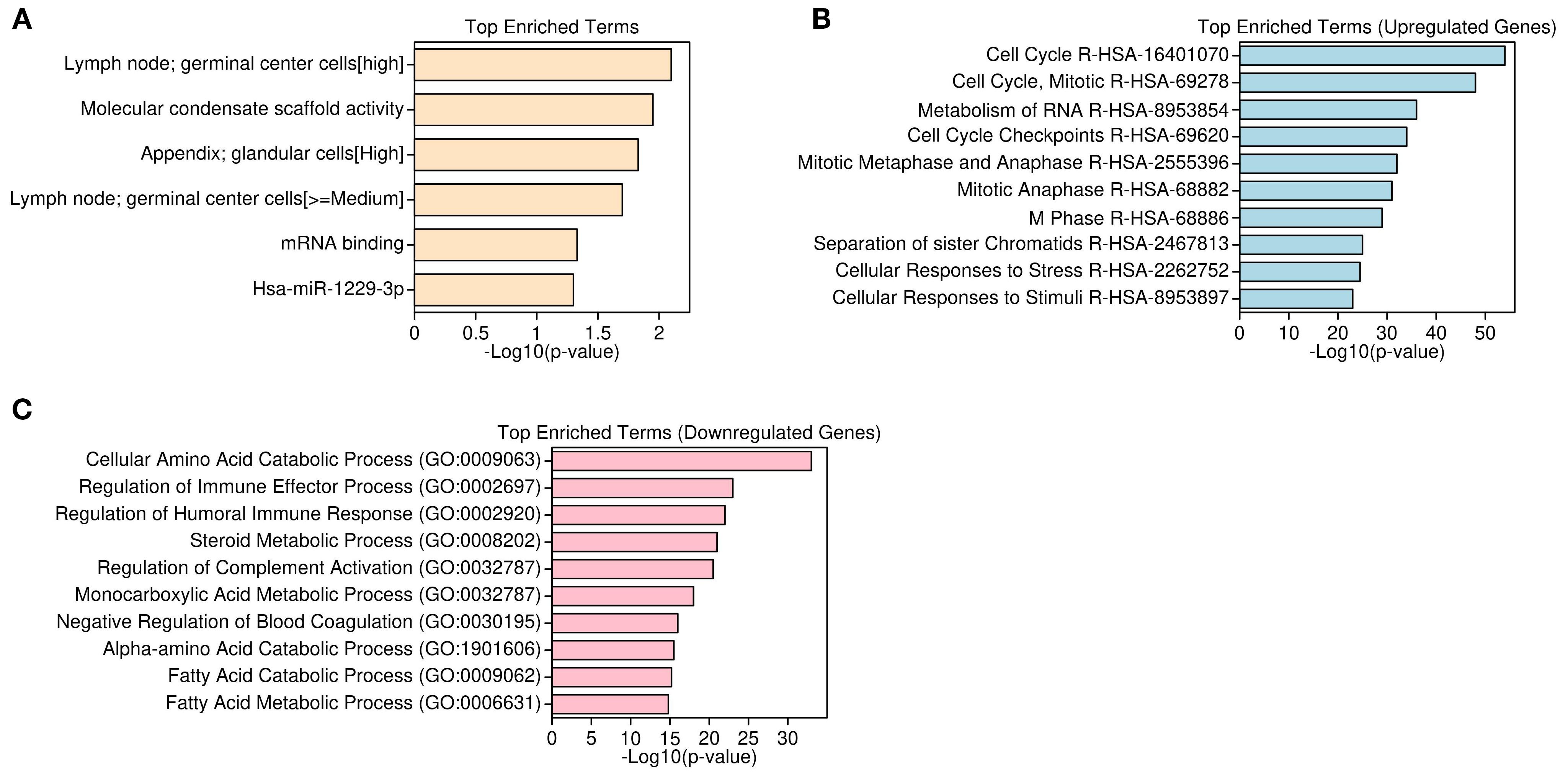 Three bar graphs labeled A, B, and C display top enriched terms. Graph A shows terms related to lymph nodes, molecular activity, and mRNA binding. Graph B highlights upregulated genes with terms like cell cycle and RNA metabolism. Graph C features downregulated genes, including amino acid processes and immune responses. Each graph is plotted against negative logarithmic p-values.