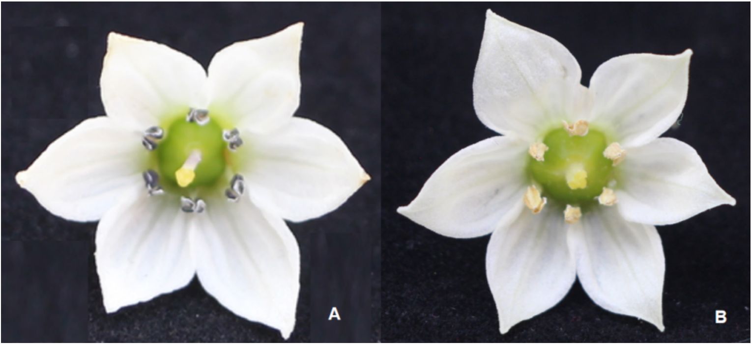 Two side-by-side images labeled A and B show close-up views of a white flower with five petals. Both flowers have a green center. In image A, the flower's stamen are darker compared to image B, where the stamen appear lighter.