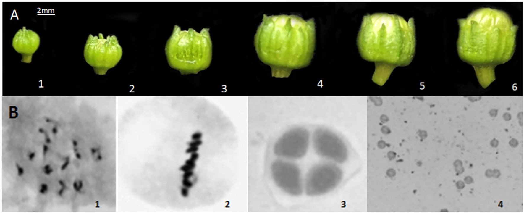 Panel A shows six stages of a green floral bud development from small to larger sizes. Panel B displays microscopic images: 1) black, scattered shapes, 2) aligned dark spots, 3) four distinct interconnected sections, 4) numerous small scattered particles.