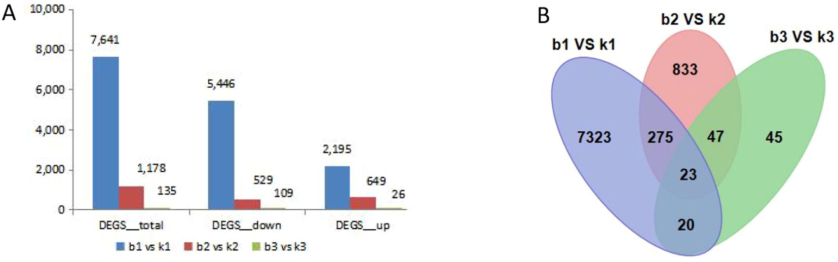 Panel A shows a bar graph comparing differentially expressed genes (DEGs) across three conditions: b1 vs k1, b2 vs k2, b3 vs k3. The total, downregulated, and upregulated DEGs are displayed, with the highest values in b1 vs k1. Panel B is a Venn diagram illustrating the overlap of DEGs among the same conditions, highlighting unique and shared DEGs among the groups.