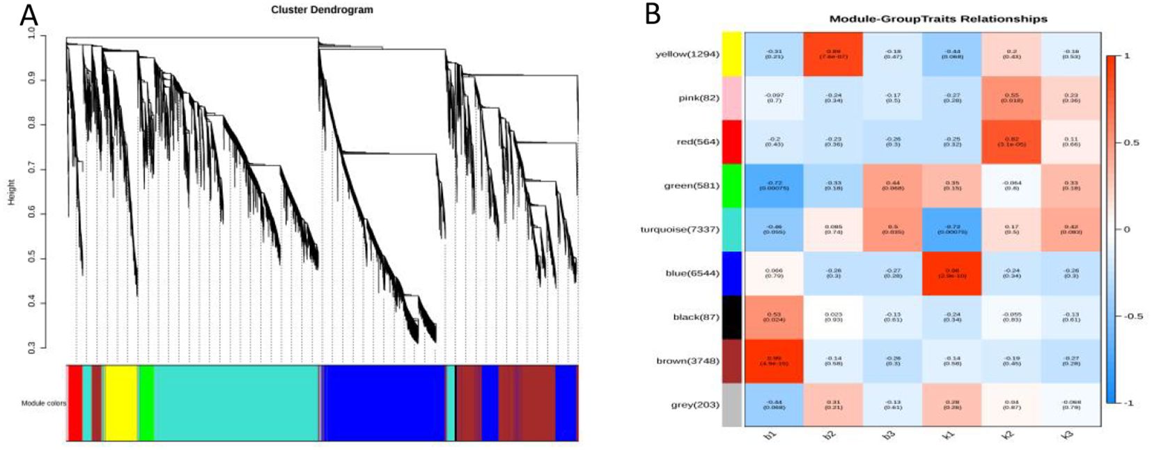 Cluster dendrogram and module-trait heatmap. Panel A displays a cluster dendrogram with modules of various colors indicating different groups. Panel B shows a heatmap of module-trait relationships, featuring colored squares representing correlation values. The scale on the right ranges from negative one to one.