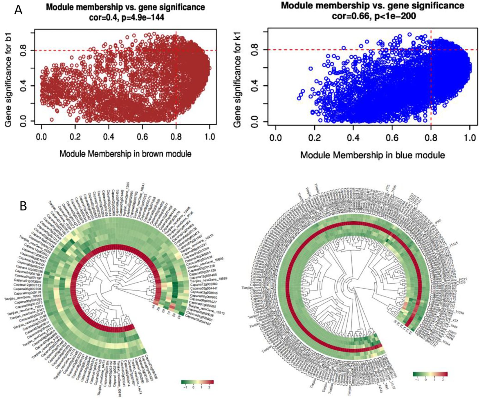 Panel A shows two scatter plots comparing module membership with gene significance. The left plot features the brown module with a correlation of 0.4, while the right plot features the blue module with a correlation of 0.66. Panel B displays two circular heatmaps with hierarchical clustering, illustrating data variations in green to red across numerous labels, reflecting different module relationships.