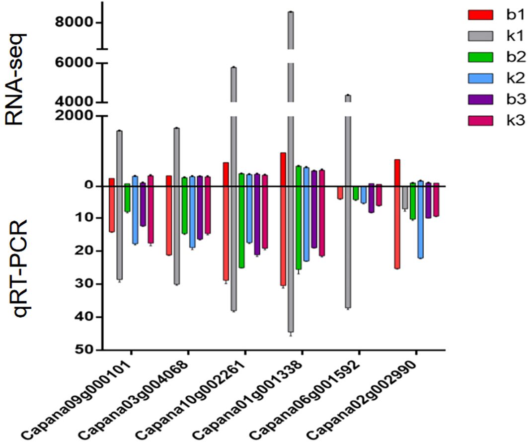 Bar graph comparing RNA-seq and qRT-PCR data for different gene expressions. The x-axis lists genes Capana09g000101 through Capana02g002990. The y-axis shows two scales: RNA-seq values from 0 to 8000 and qRT-PCR values from 0 to 50. Bars are color-coded: red, gray, green, blue, purple, and magenta correspond to different samples (b1, k1, b2, k2, b3, k3). Data reveal variations in expression levels across the genes, with distinct peaks and troughs.