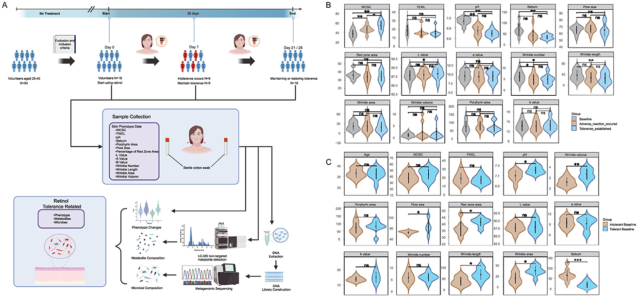 Diagram depicting a study on retinol tolerance. Part A outlines the timeline from pre-treatment to post-treatment with sample collection points. Part B shows violin plots comparing baseline and treatment effects on various skin metrics, such as TEWL and wrinkle volume. Part C displays box plots comparing baseline skin metrics (pore area, red zone area, melanin index, and erythema index) between retinol-tolerant and retinol-intolerant groups.