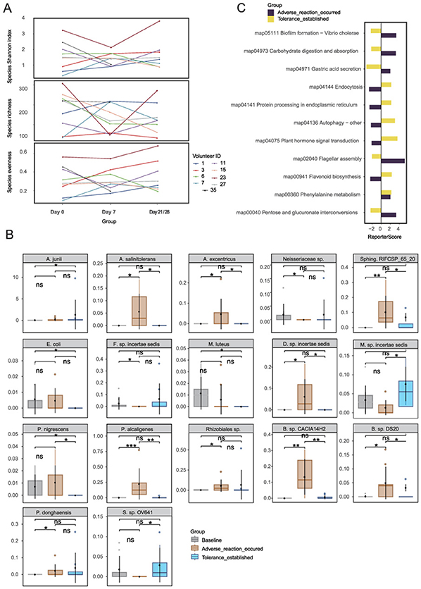 Panel A shows three line graphs depicting species diversity over time, measured by Shannon index, species richness, and species evenness, across volunteers. Panel B contains box plots for various bacterial species comparing three groups: baseline, adverse reaction occurred, and tolerance established. Significant differences are marked. Panel C is a bar graph illustrating reporter scores for ten biological processes, comparing adverse reaction and tolerance established groups, with color codes for each group.