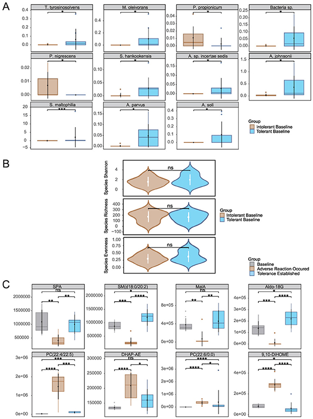Three panels labeled A, B, and C present box plots and violin plots comparing biological data between groups. Panel A shows box plots for various bacterial species with groups marked as intolerant and tolerant baselines. Panel B displays violin plots illustrating species diversity metrics, including Shannon, richness, and evenness, with no significant differences noted. Panel C features box plots showing temporal dynamics of eight key metabolites (malic acid, sphinganine, sphingomyelin, and phosphatidylcholines) across three sequential time points (baseline, adverse reaction, and tolerance established) within the intolerant group. The plots display biphasic response patterns during tolerance establishment, with significant differences between time points marked by asterisks.
