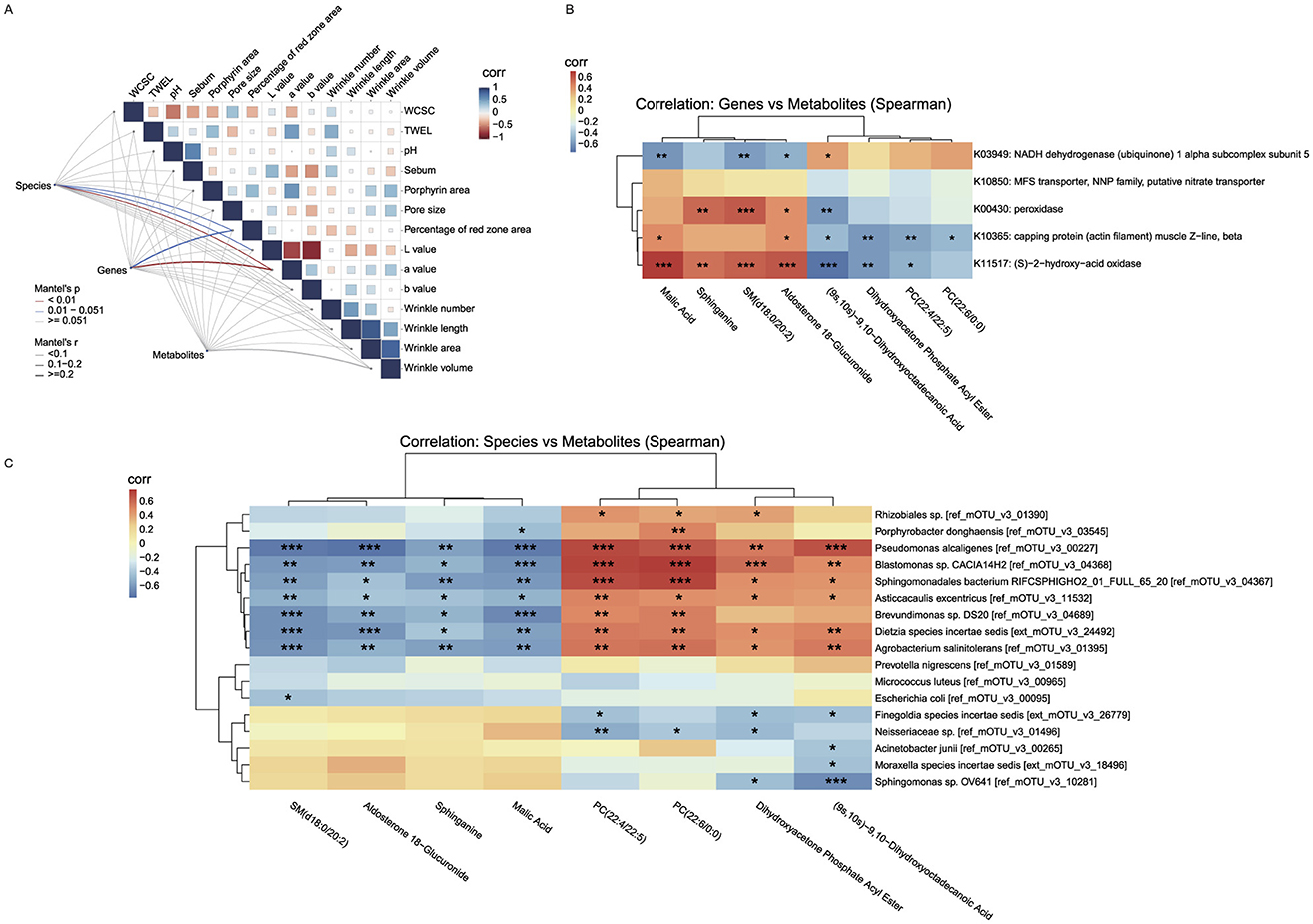 Three correlation heatmaps show relationships between different variables using Spearman correlations. Part A displays a Mantel correlation matrix linking multi-omics distance matrices (species abundance, gene profiles, metabolite composition) with skin phenotype measurements. Line thickness indicates correlation strength, and colors denote statistical significance levels. Part B shows correlations between specific genes and metabolites, with varying degrees of correlation indicated by color intensity. Part C illustrates correlations between species and metabolites, with a dendrogram to show hierarchical clustering. Color scales range from blue for negative correlations to red for positive ones. Significance levels are denoted with asterisks, and correlation values are detailed in legends.