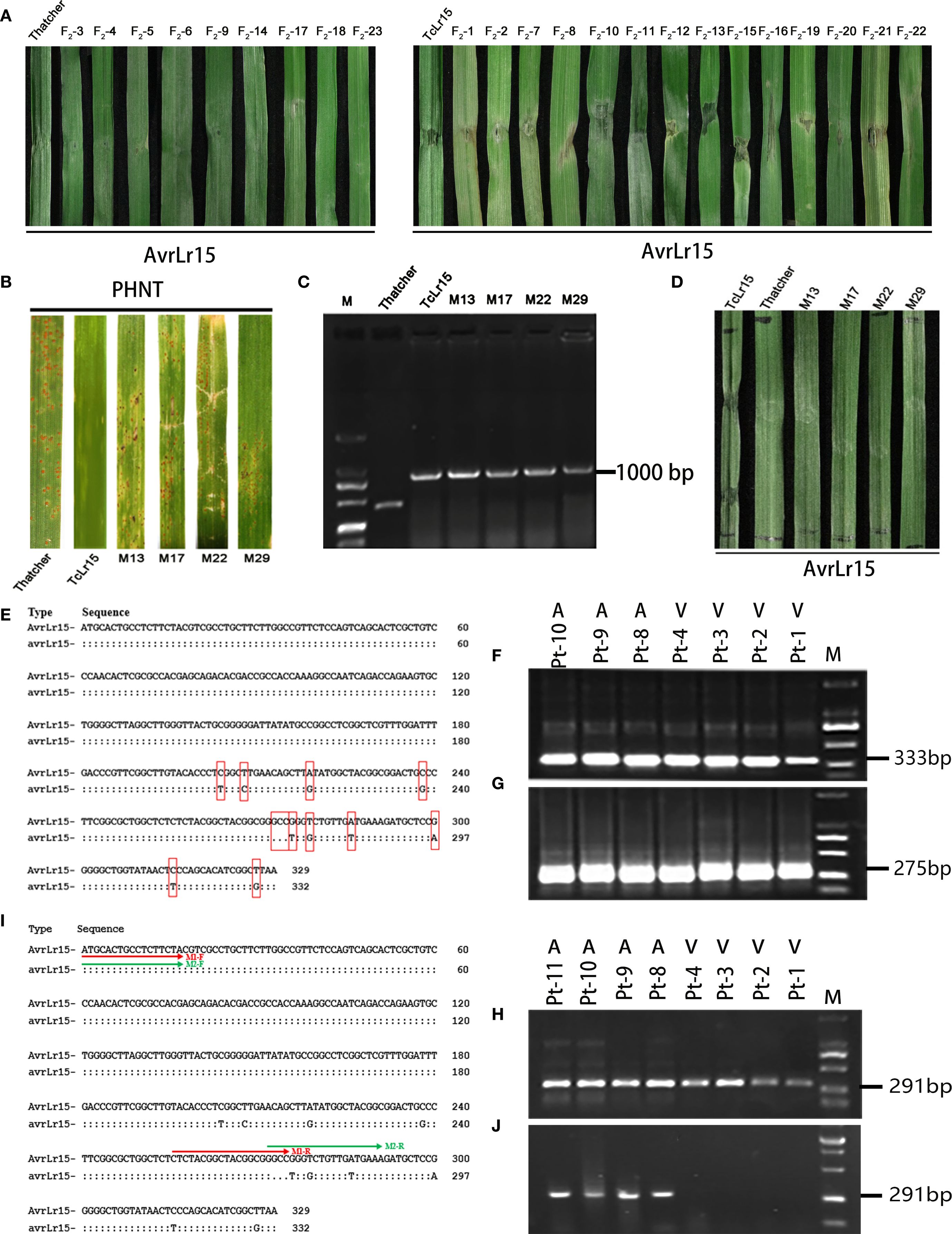 Leaf panels showing disease resistance with labels indicating F lines, TcLr15, and AvrLr15 genes. PCR gel electrophoresis results display DNA bands at varying base pairs. Sequence alignments highlight genetic variations in AvrLr15.