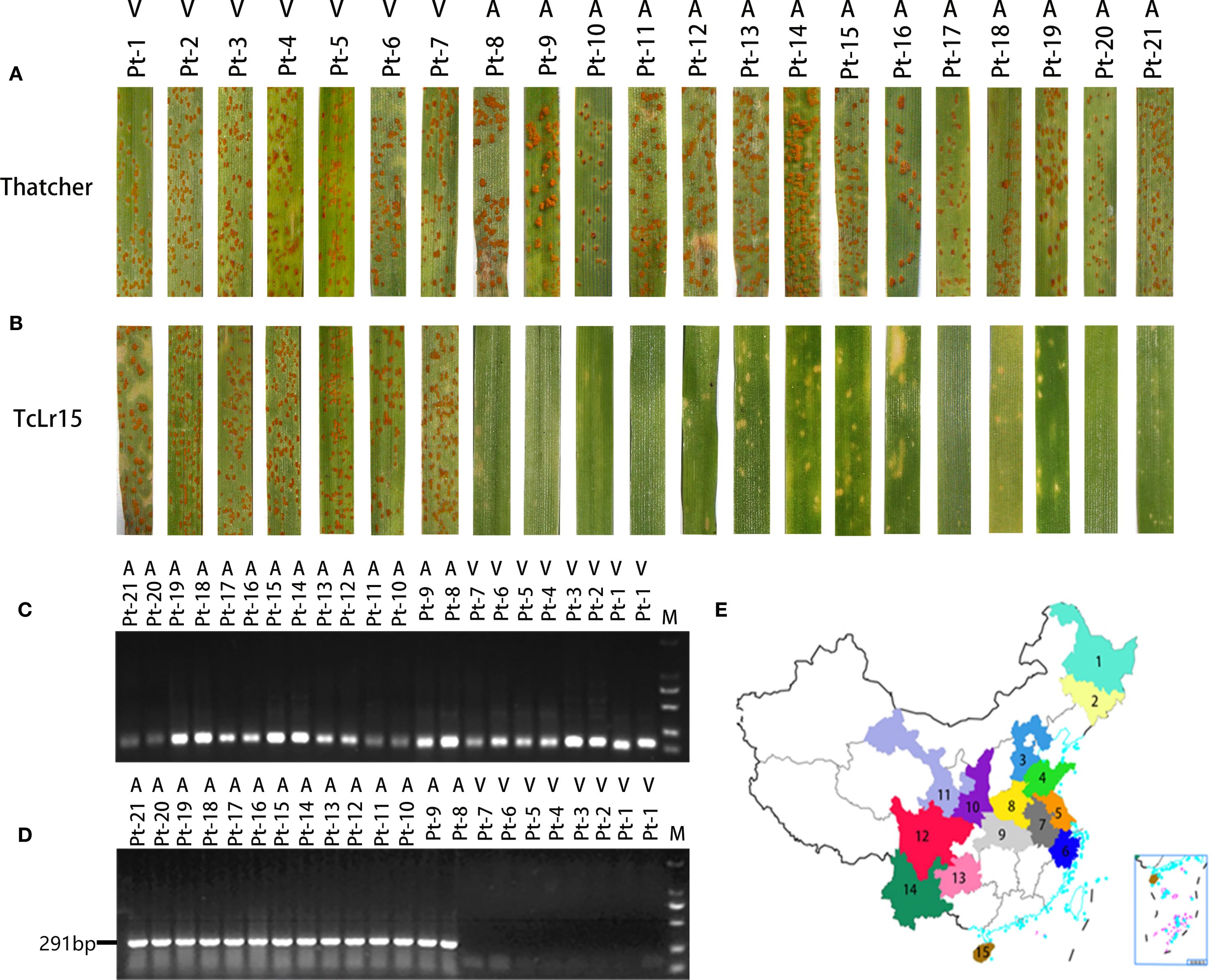 The image contains five parts. A shows infected leaves labeled Thatcher with varying levels of disease from isolates Pt-1 to Pt-21. B shows leaves labeled TcLr15 with less disease. C and D are gel electrophoresis results showing bands for different isolates, with labels above each lane. E is a map of China with regions marked by different colors representing different isolates.