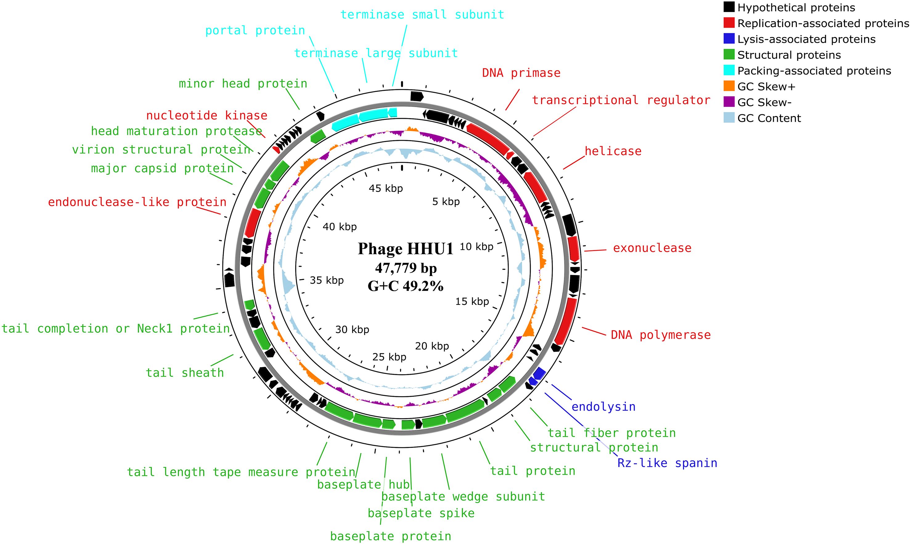 Circular genomic map of phage HHU1 with a genome size of 47,779 base pairs and G+C content of 49.2%. Various colored segments represent different types of proteins: hypothetical, replication-associated, lysis-associated, structural, and packing-associated. Inner rings depict GC skew and GC content, with labeled genes such as terminase, transcriptase, helicase, and polymerase.
