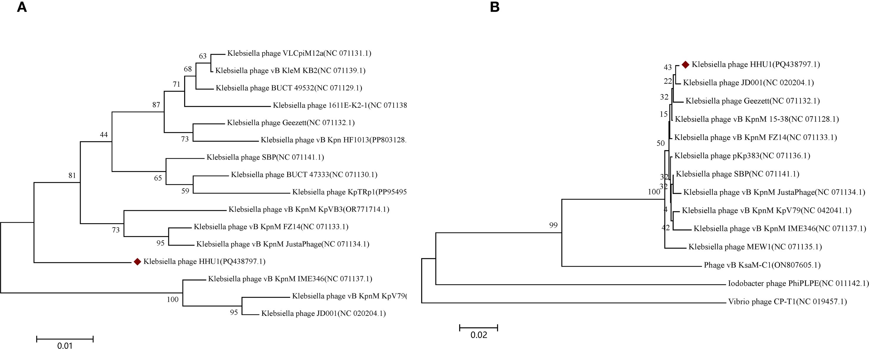 Phylogenetic trees labeled A and B display evolutionary relationships among various Klebsiella phages. Branch lengths indicate genetic distances, and numbers on branches represent bootstrap values. Notable phages include Klebsiella phage HHU1, marked with a red diamond. The scale bars represent evolutionary distance.