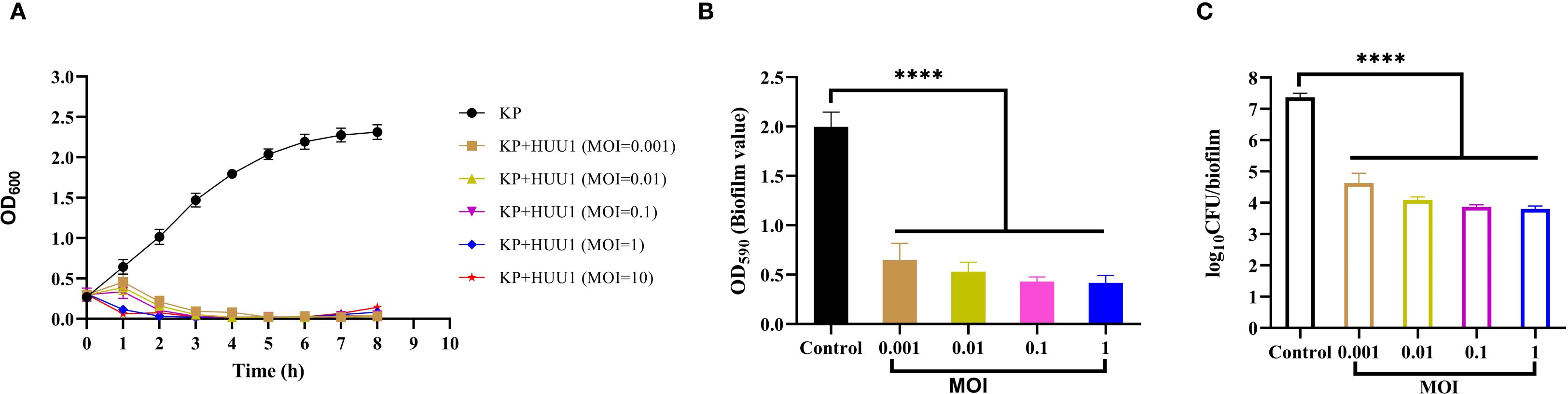 Chart panel illustrating three graphs: A) A line graph showing OD600 over time for KP and various MOI levels of KP+HUU1. Growth is highest for KP alone. B) Bar graph depicting OD590 values for control and KP+HUU1 at different MOI, with a significant reduction in biofilm formation for all treatments compared to control (indicated by ****). C) Bar graph of log10 CFU in biofilm for control and various MOI, showing a significant decrease for all treatments compared to control.