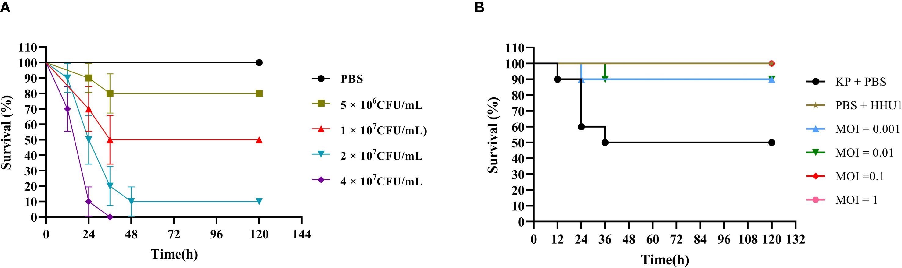 Two line graphs, labeled A and B, depict survival percentage over time in hours. Graph A shows survival rates for PBS, five-by-ten-to-the-six CFU/mL, one-by-ten-to-the-seven CFU/mL, two-by-ten-to-the-seven CFU/mL, and four-by-ten-to-the-seven CFU/mL conditions. Graph B shows survival rates for KP plus PBS, PBS plus HHU1, and various MOI values ranging from 0.001 to 1. Each line represents a different condition, with distinct colors and markers used for each.