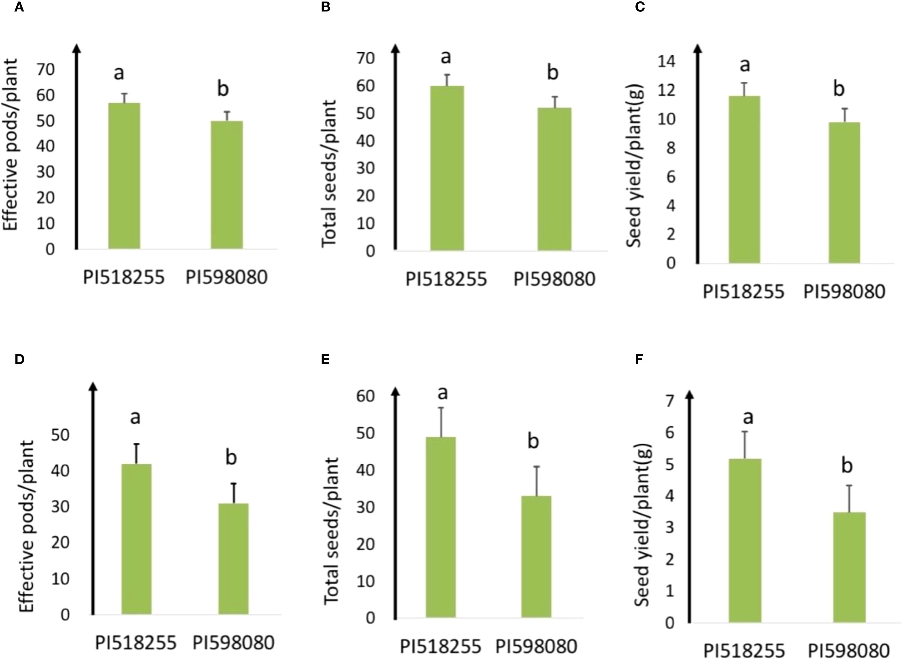 Bar charts labeled A to F comparing PI518255 and PI598080 for effective pods per plant, total seeds per plant, and seed yield per plant. PI518255 consistently shows higher values than PI598080 across all metrics. Error bars indicate variability, with significant differences marked by letters “a” and “b”.