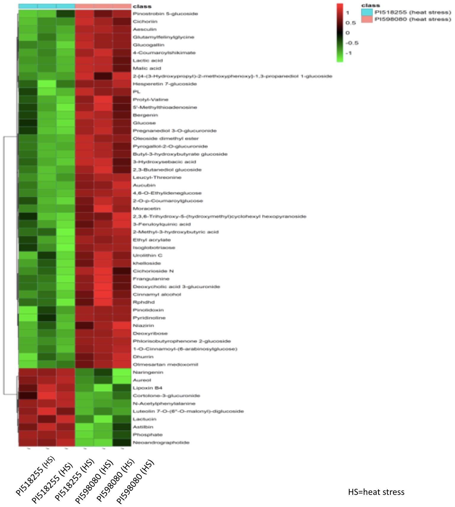 Heatmap showing metabolite profiles under heat stress. Rows list metabolites like pinostrobin 5-glucoside and lactic acid. Columns represent samples PI518255 and PI595080, with color gradient from green (low) to red (high) indicating abundance. HS denotes heat stress.