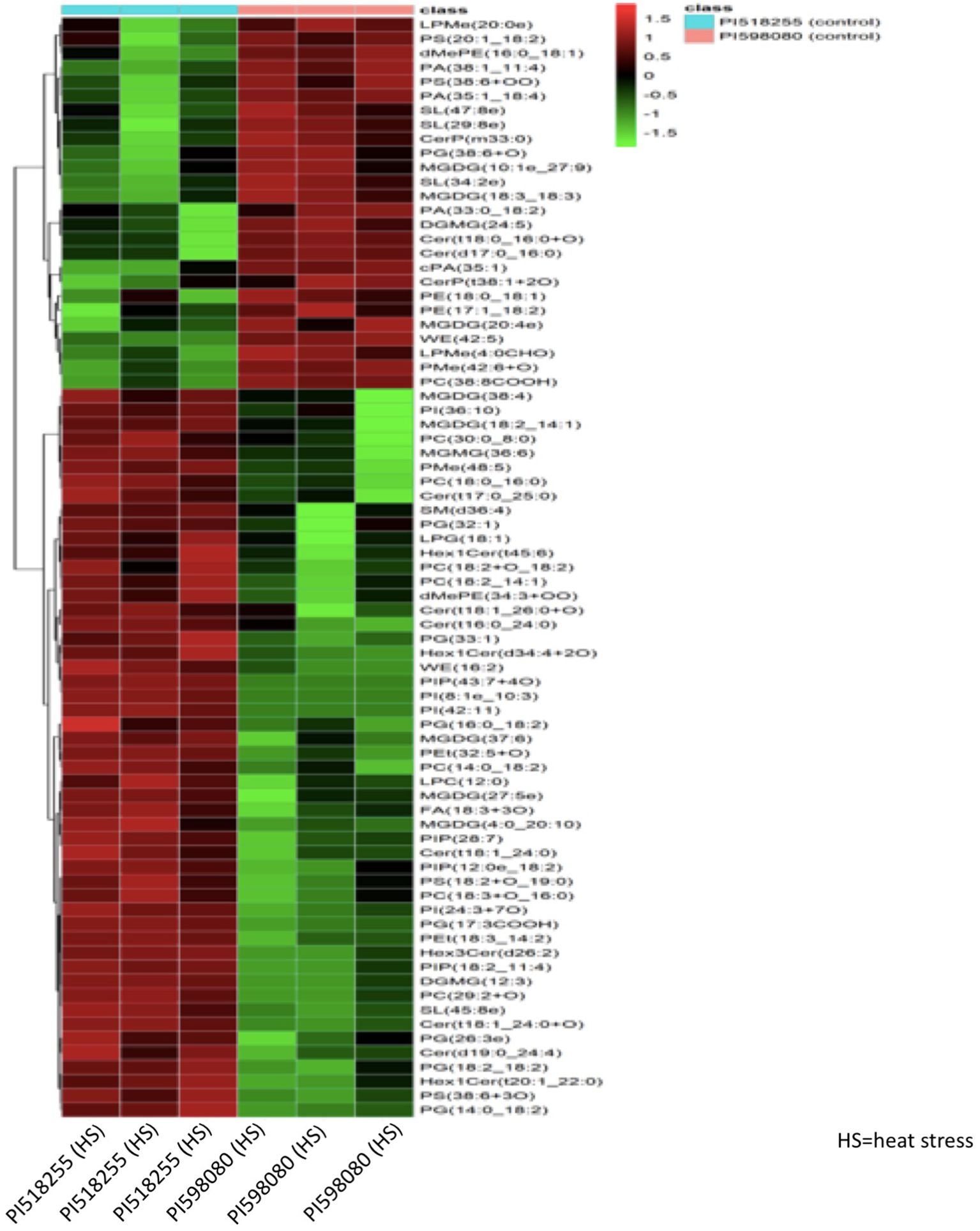 Heatmap showing lipid class expression levels under heat stress conditions for two samples, PI518255 and PI598080. Colors range from red (high expression) to green (low expression), with distinct clustering on the left. Labels on the right list lipid classes, and controls are indicated at the top.
