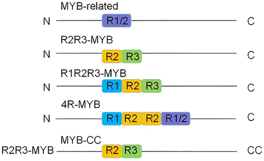 Diagram depicting different MYB protein structures with labeled regions: MYB-related with R1/2; R2R3-MYB with R2 and R3; R1R2R3-MYB with R1, R2, and R3; 4R-MYB with R1, R2, R2, and R1/2; MYB-CC with R2 and R3. Each structure is shown from N-terminus (N) to C-terminus (C or CC). Regions are color-coded.
