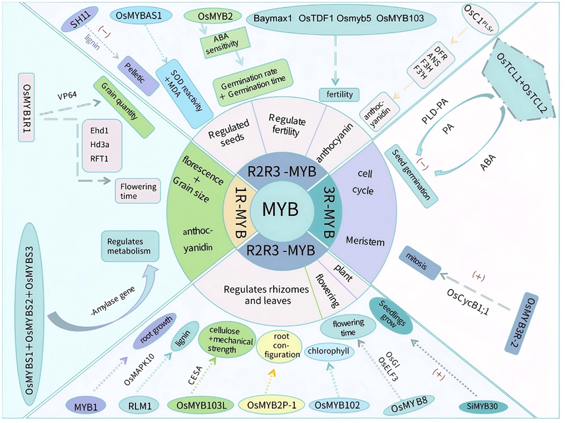 Diagram illustrating the roles of different MYB gene families, including 1R-MYB, R2R3-MYB, and 3R-MYB, in various plant functions. These functions include flowering time, seed germination, cell cycle regulation, metabolism, and anthocyanin production. Interactions with other genes and elements like OsMYB1, SH11, and Baymax1 are also depicted, highlighting effects on traits such as grain size, fertility, root configuration, and ABA sensitivity.