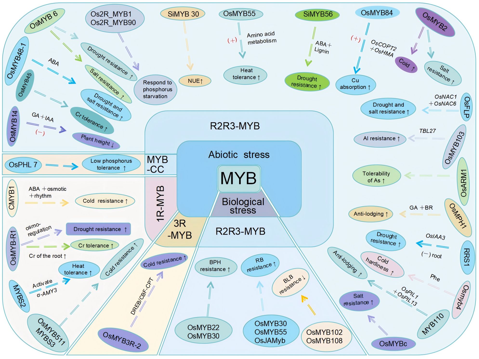 Diagram illustrating various MYB genes related to abiotic and biological stress responses. Central box labeled “Abiotic stress” and “Biological stress” connects to multiple MYB genes like OsMYB48-1, OSMPB2, and OsARM1. Arrows indicate relationships such as drought resistance, salt resistance, nutrient use efficiency, and aluminum resistance. Genes are linked by color-coded traits including drought, cold, and heat tolerance, as well as phosphorus and nutrient responses. The layout is organized into sections like R2R3-MYB, 1R-MYB, and 3R-MYB, showing complex interactions and functions.