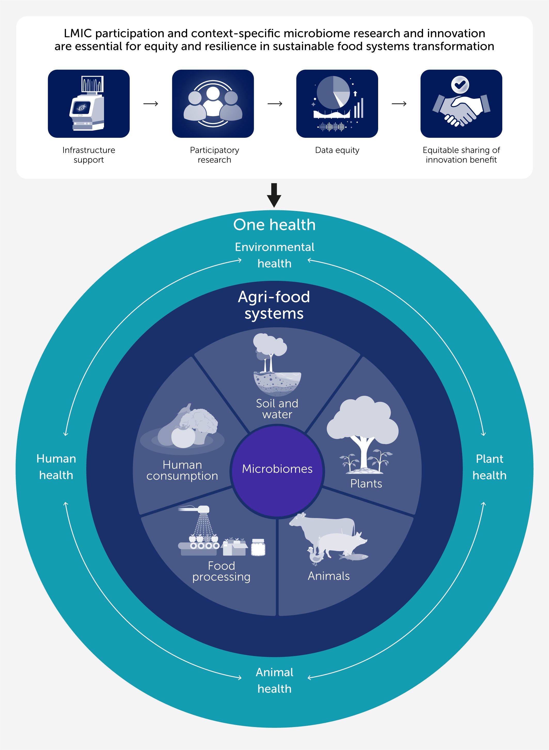 Graphic illustrating the role of microbiomes in agri-food systems. Shows interconnected sectors: soil and water, plants, animals, human consumption, and food processing, within “One Health” emphasizing human, animal, and environmental health. Highlights infrastructure support, participatory research, data equity, and equitable sharing for sustainable food systems in LMICs.