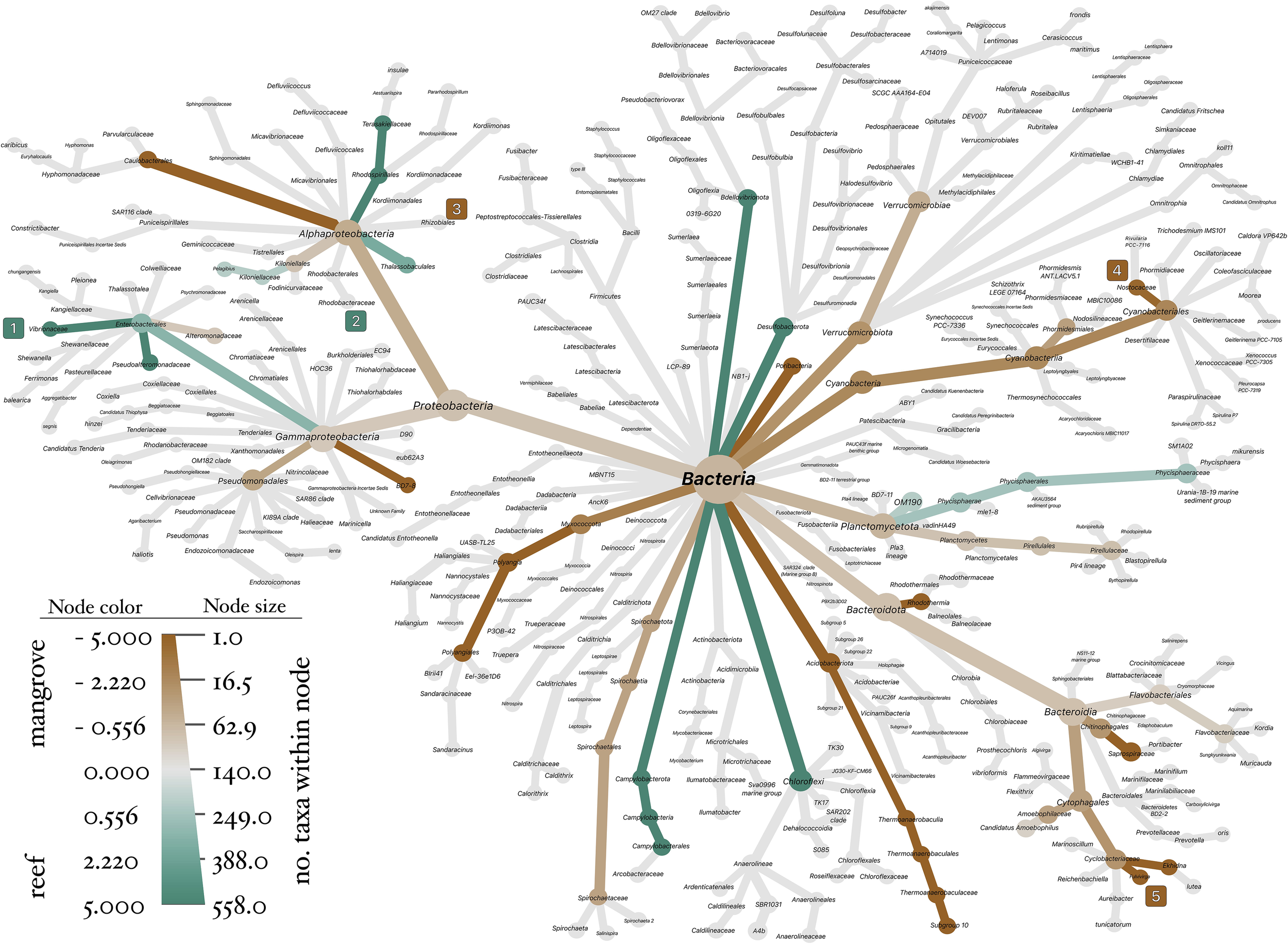 Diagram illustrating a bacterial phylogenetic tree. Nodes, representing taxa, are color-coded from brown to green, indicating their association with mangrove or reef environments. Node size corresponds to the number of taxa within each node, ranging from 1 to 558. Central node labeled “Bacteria” branches into various clades, including Alphaproteobacteria, Gammaproteobacteria, and others. A legend explains color and size coding.