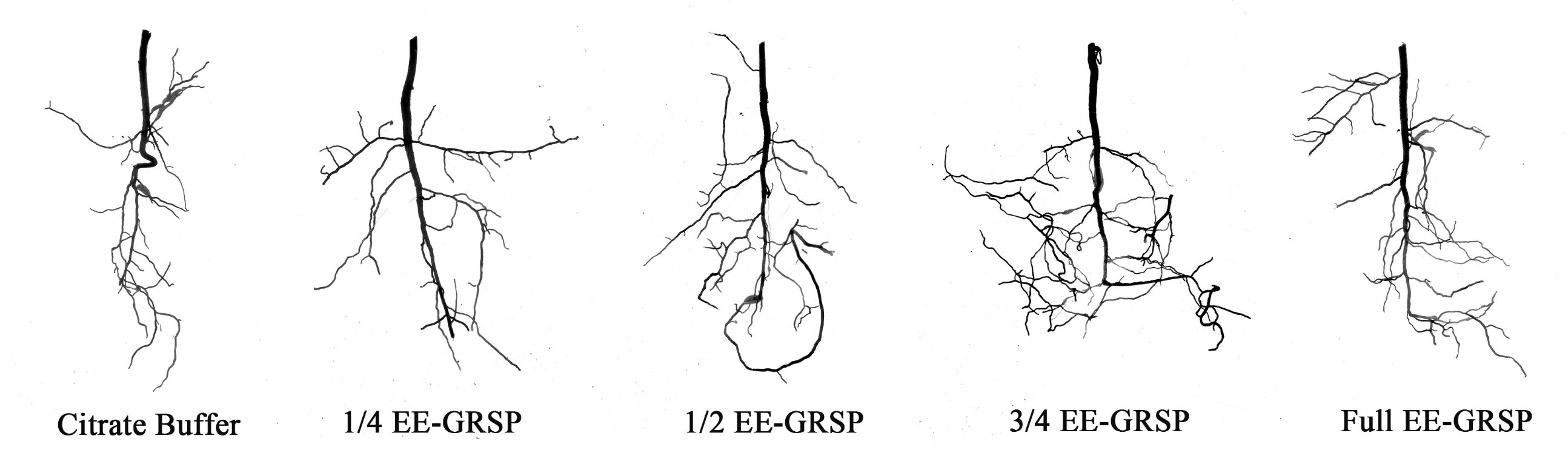 Five plant root systems are displayed against a white background, each labeled with different treatments: Citrate Buffer, one-fourth EE-GRSP, one-half EE-GRSP, three-fourths EE-GRSP, and Full EE-GRSP. The roots vary in branching complexity and density, increasing from Citrate Buffer to Full EE-GRSP.