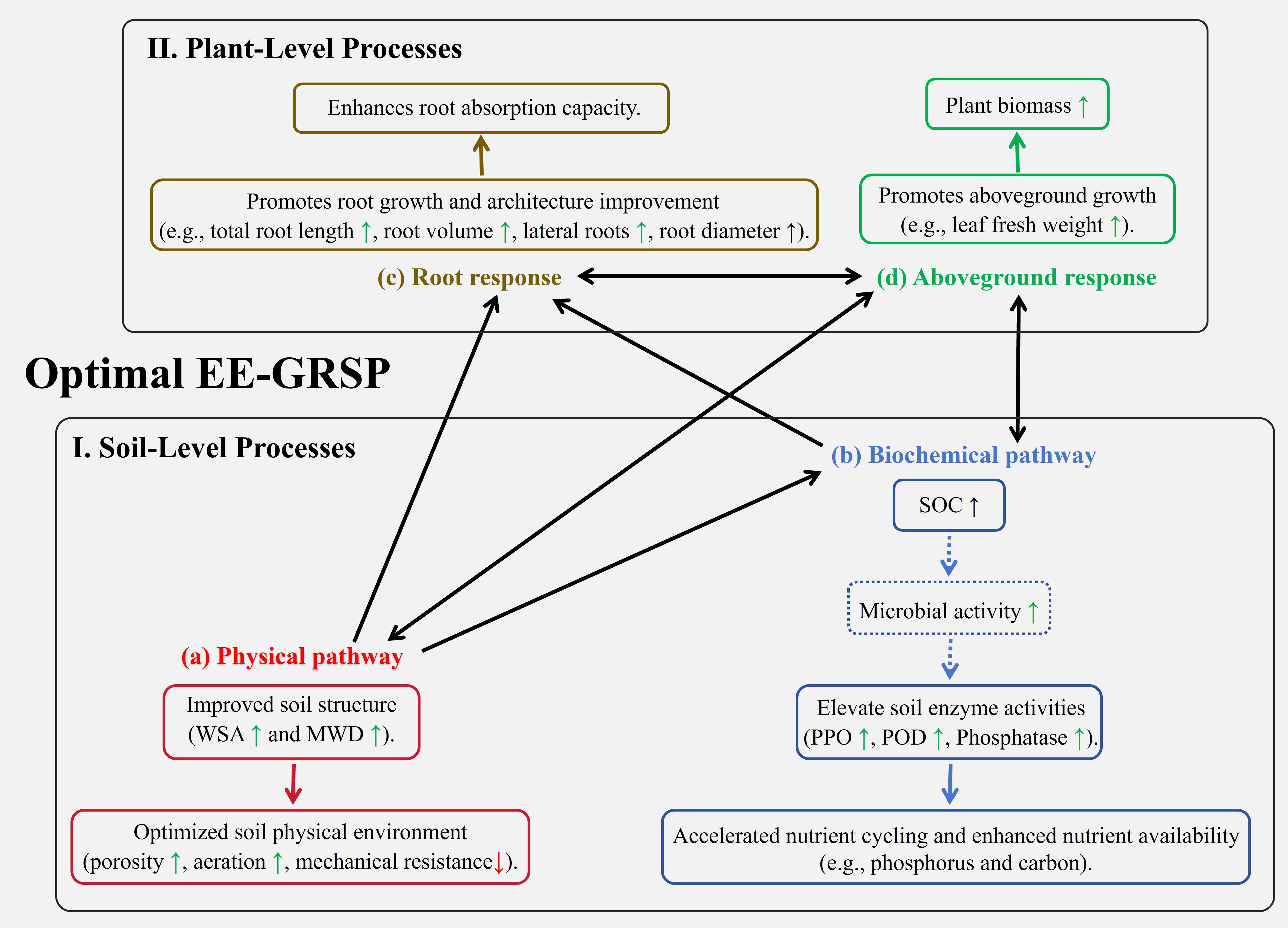 Diagram depicting soil and plant-level processes for optimal EE-GRSP. Soil-level processes include physical and biochemical pathways improving soil structure and enzyme activities. Plant-level processes enhance root and aboveground responses, promoting growth and nutrient absorption. Arrows illustrate the interactions between soil and plant processes, emphasizing root and aboveground responses.