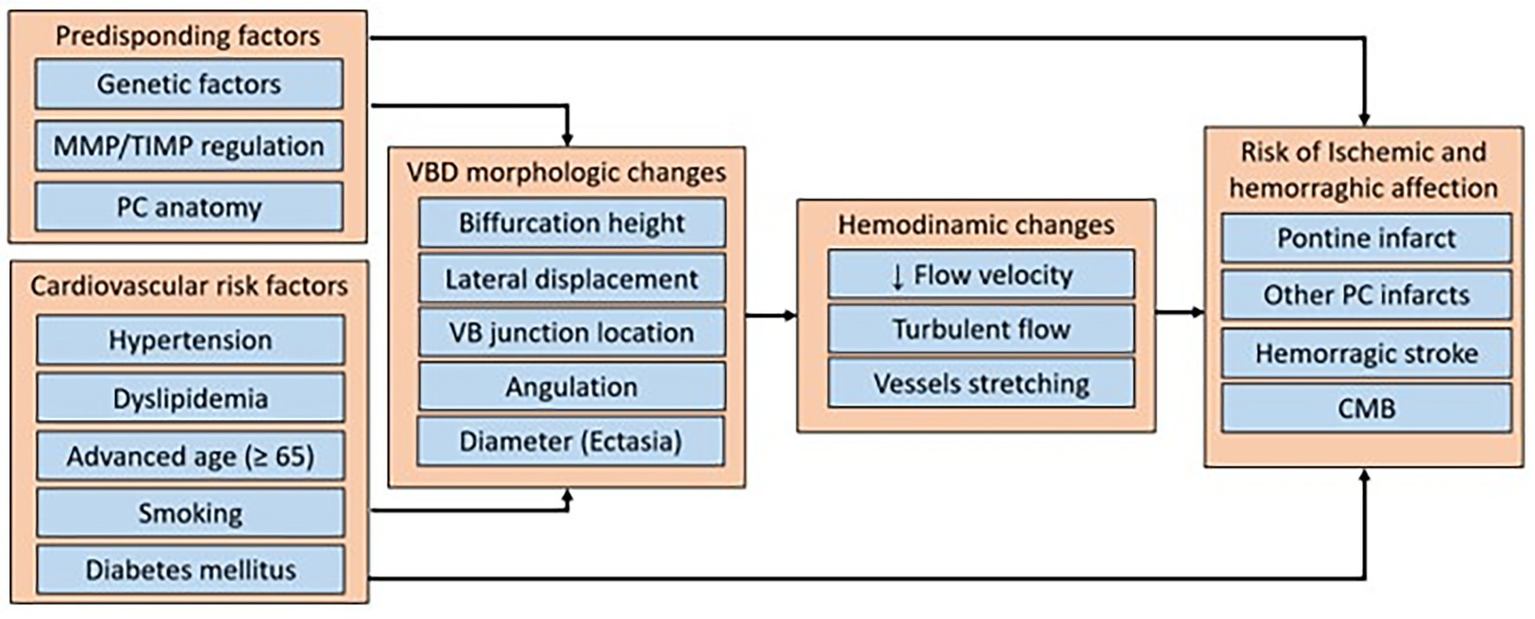 Flowchart illustrating factors affecting ischemic and hemorrhagic risk. This includes predisposing factors such as genetics, dysregulation of MMPs and TIMPs, and anatomical alterations in the posterior circulation. It also includes cardiovascular risk factors such as hypertension and diabetes. Morphological changes include bifurcation height, lateral displacement, location of the vertebrobasilar junction, changes in the angles of the vertebral and basilar arteries, and changes in diameter. Hemodynamic changes include decreased flow velocity and vascular stretching. These carry risks such as pontine infarction or other posterior circulation infarctions, hemorrhagic stroke, or cerebral microbleeds.
