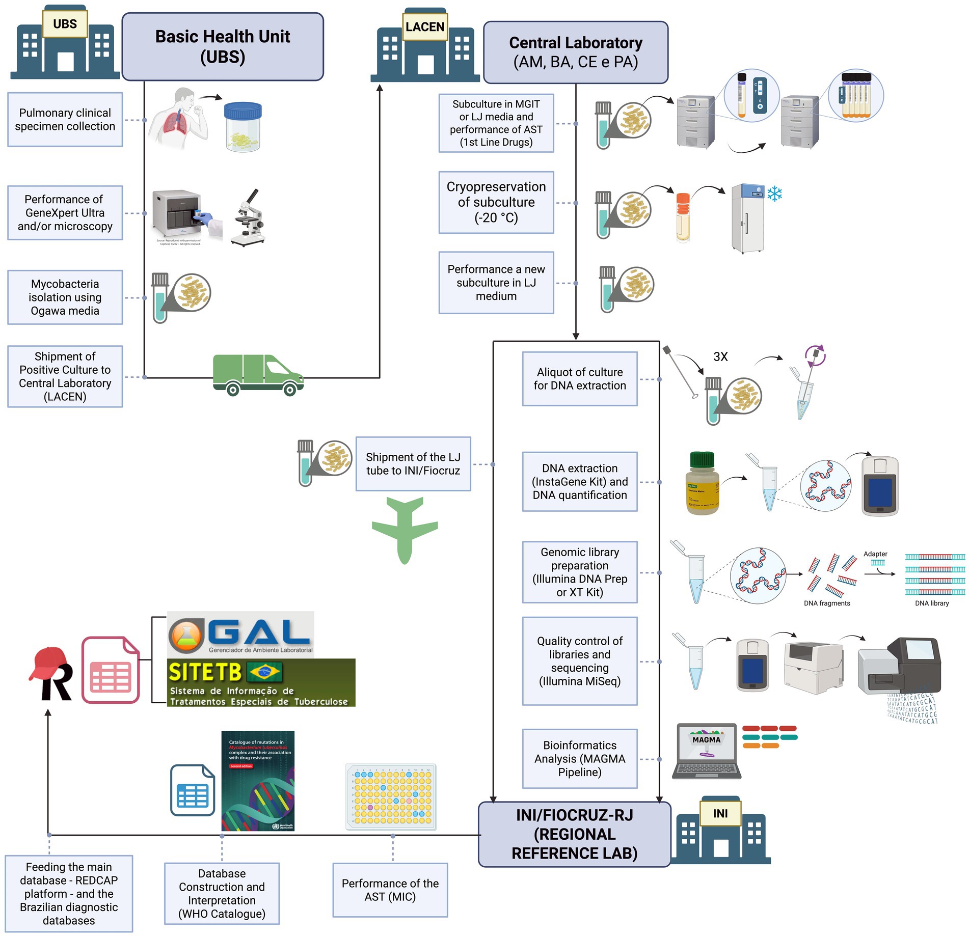 Flowchart illustrating the process from specimen collection at a Basic Health Unit (UBS) through testing and analysis at various laboratories. It includes steps like pulmonary clinical specimen collection, GeneXpert Ultra tests, subcultures, and DNA extraction. There are multiple shipments between sites, including to LACEN and the INI/FIOCRUZ-RJ Regional Reference Lab. The workflow involves bioinformatics analysis and database updates, with images of laboratory equipment and samples.