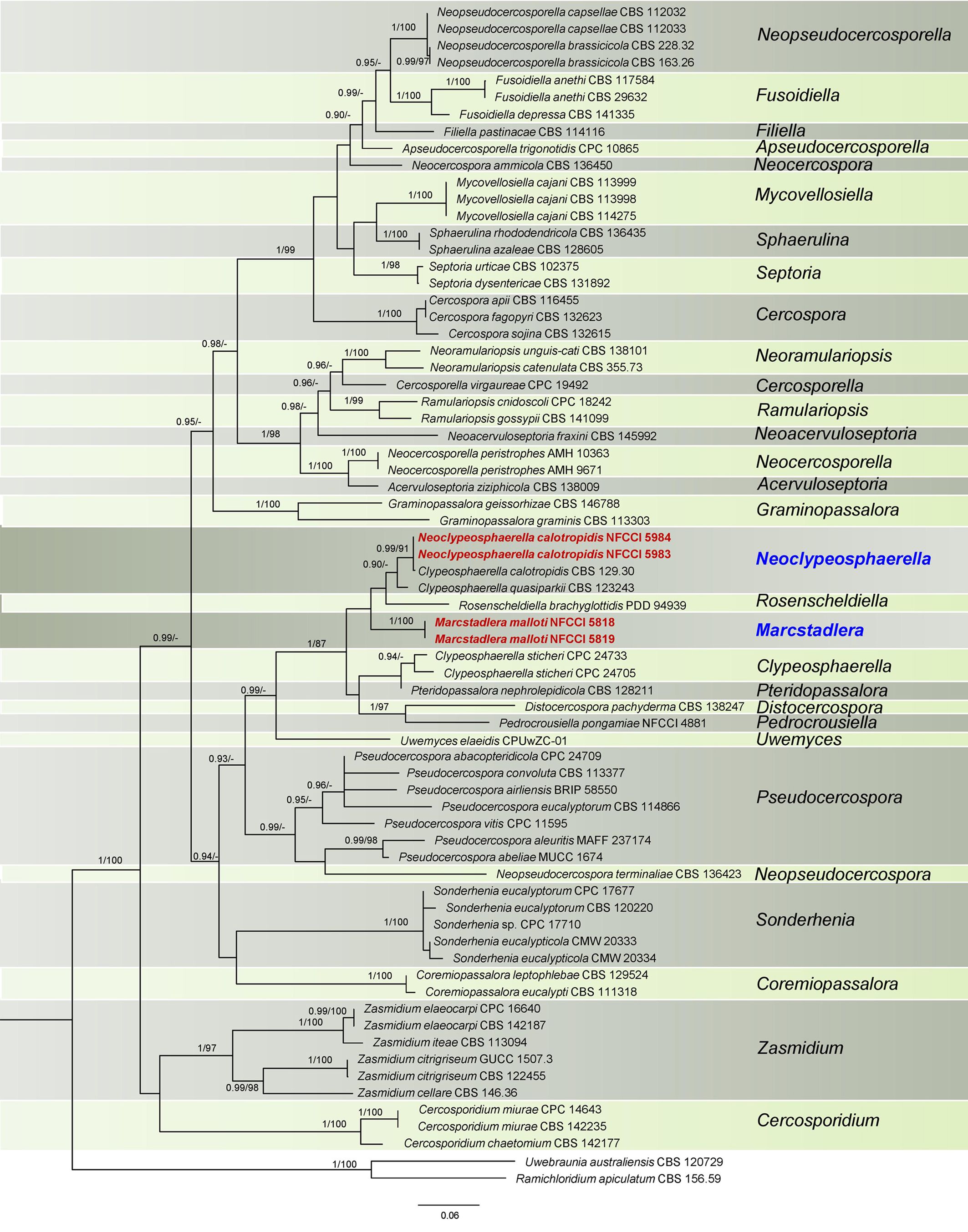 Phylogenetic tree illustrating relationships among various fungal species, with labels highlighting specific genera such as Neoseptosporella, Fusodioella, and Neocylindroseptoria. Branches indicate evolutionary connections, and colored text emphasizes groups like Neoclypeo-sphaerella, Rosenscheldia, and Marcstadlera. Bootstrap values are shown on branches for support confidence.