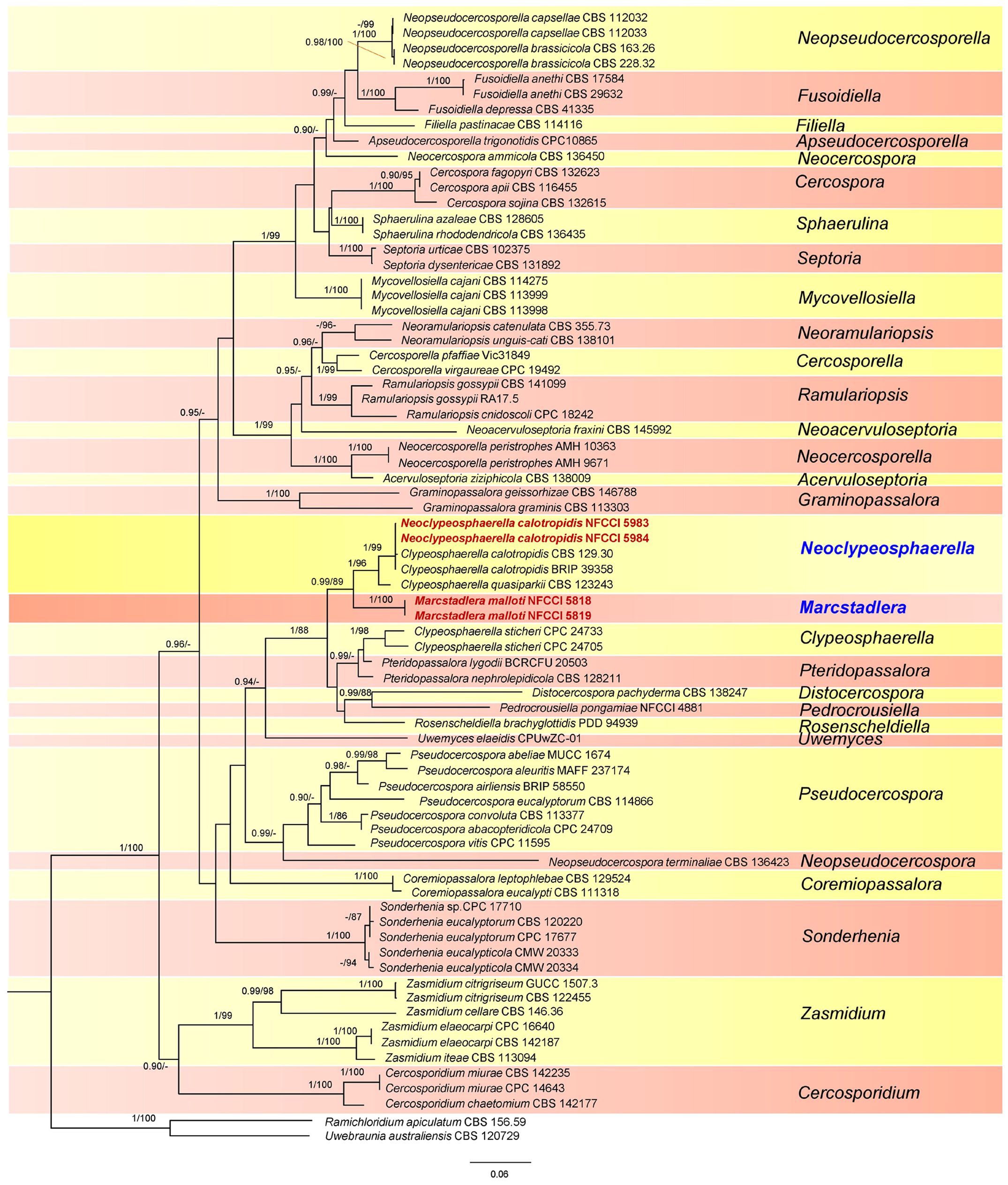 Phylogenetic tree diagram displaying the evolutionary relationships among various fungal species. The tree is color-coded to highlight different genera such as Neopseudocercosporella, Fusidiella, and Septoria. Each node is annotated with bootstrap support values. The scale bar represents genetic distance.
