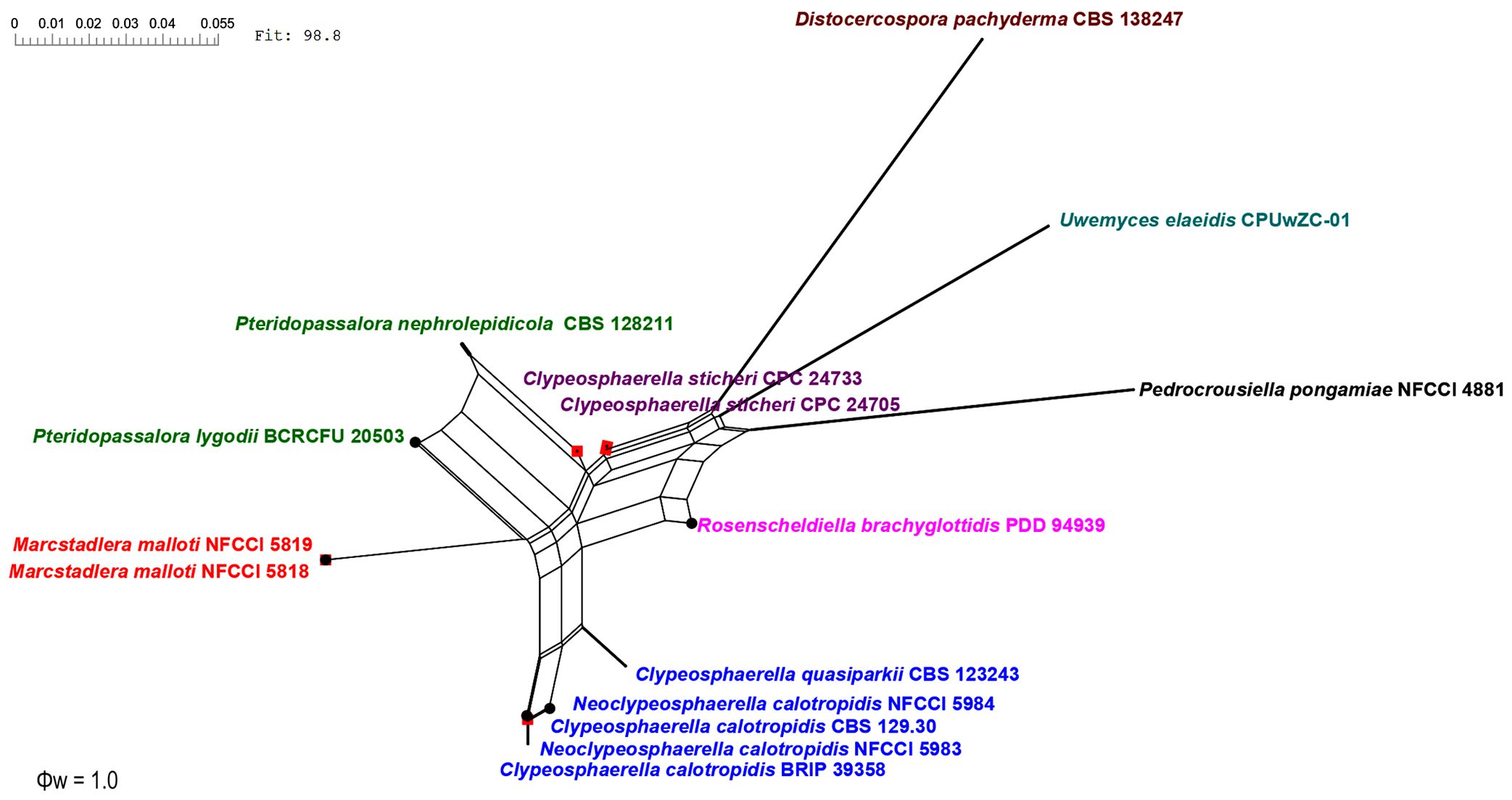 Phylogenetic network diagram showing relationships among various fungal species. Species names are color-coded: green, purple, brown, teal, pink, red, and blue. The network displays branching connections with proximity indicating genetic similarity. The diagram includes scale and fit indicators for reference.