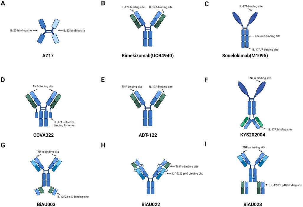 Illustration of various antibody constructs with labeled binding sites. A shows AZ17 with IL-23 binding sites. B depicts Bimekizumab with IL-17F and IL-17A binding sites. C features Sonelokimab with IL-17F, IL-17A/F, and albumin binding sites. D shows COVA322 with TNF and IL-17A selective binding. E illustrates ABT-122 with TNF and IL-17A binding sites. F shows KYS202004 with TNF-α and IL-17A binding sites. G displays BiAU003 with TNF-α and IL-12/23 p40 binding sites. H depicts BiAU022 with similar binding sites as BiAU003. I shows BiAU023 with TNF-α and IL-12/23 p40 binding sites.