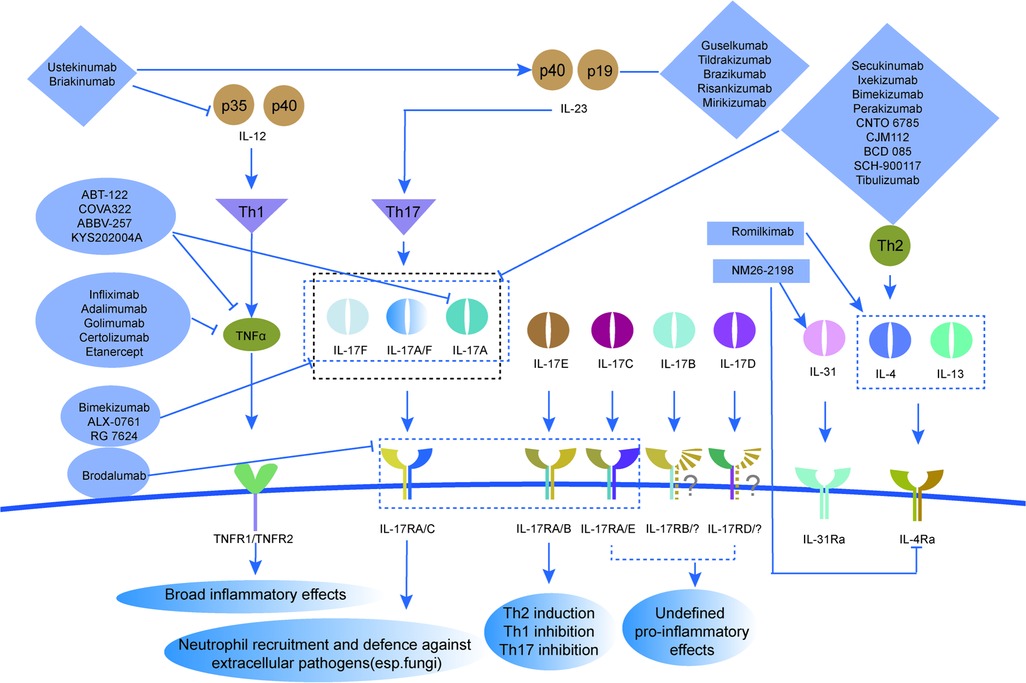 Flowchart illustrating the pathways and interactions of inflammatory cytokines and their inhibitors. It shows the roles of Th1, Th17, and Th2 cells, highlighting cytokines like TNFα, IL-12, and IL-23, and their downstream effects. Various drugs targeting these pathways are depicted, including Ustekinumab, Secukinumab, and Brodalumab. The chart emphasizes the inflammatory and immune responses, including Th2 induction, Th1 and Th17 inhibition, and neutrophil recruitment.