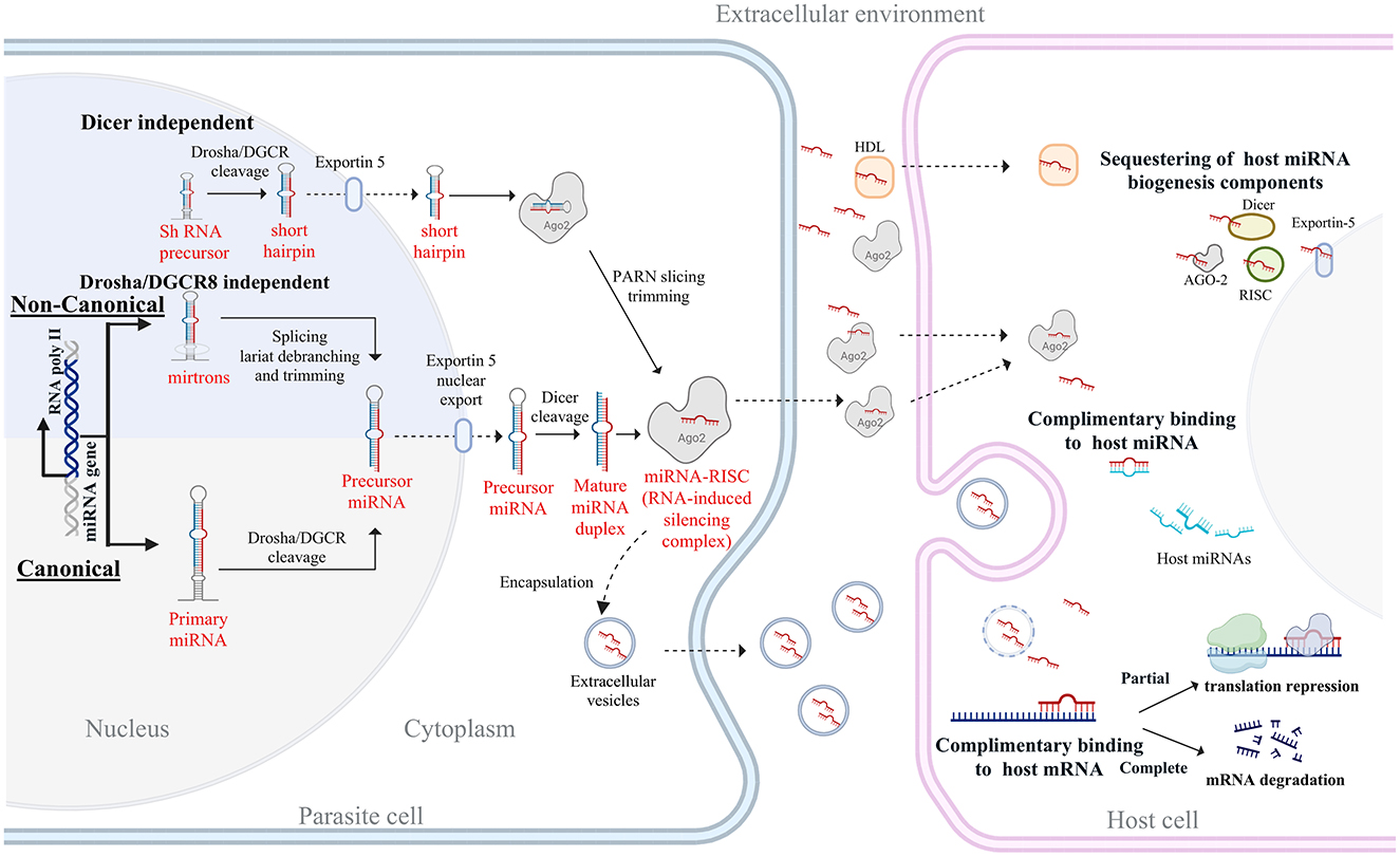 Overview of miRNA biogenesis and host interactions in parasitic nematodes. The diagram illustrates miRNA biogenesis through both canonical and non-canonical pathways. Parasite-derived miRNAs are released in extracellular vesicles or bound to proteins such as Argonaute 2 (Ago2) and high-density lipoprotein (HDL). These miRNAs are subsequently internalized by host cells, where they disrupt host miRNA machinery, bind to host miRNAs, or target host mRNAs to repress translation or induce degradation. These processes could modulate host gene expression and immune responses, facilitating parasite survival.
