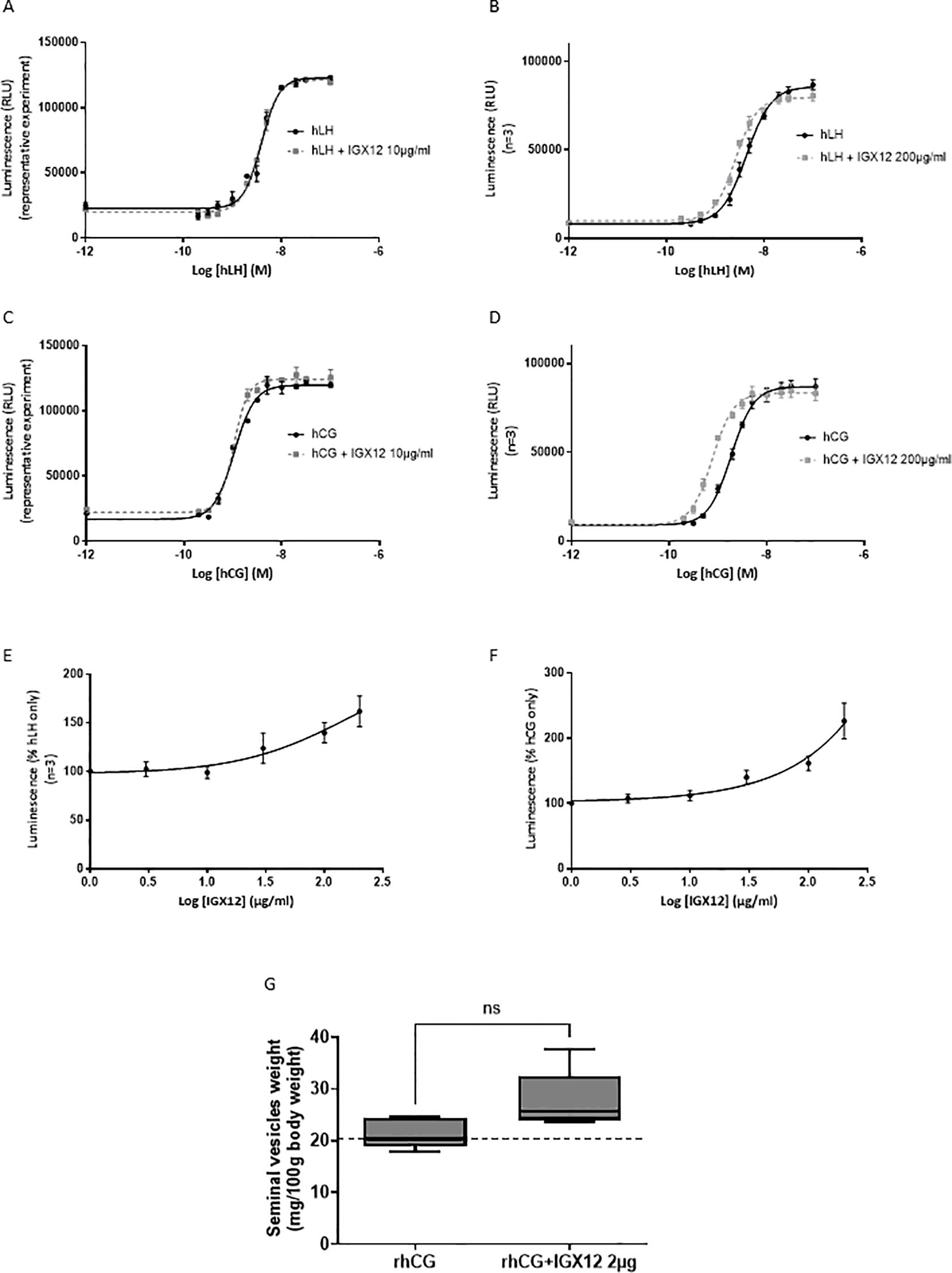 Graphs A to D show dose-response curves with luminescence versus log concentration for hLH and hCG, both with and without IGX12 at varying doses. Graphs E and F display the effect of IGX12 concentration on luminescence as a percentage. Graph G is a box plot comparing seminal vesicle weights between rhCG and rhCG plus IGX12, indicating no significant difference.