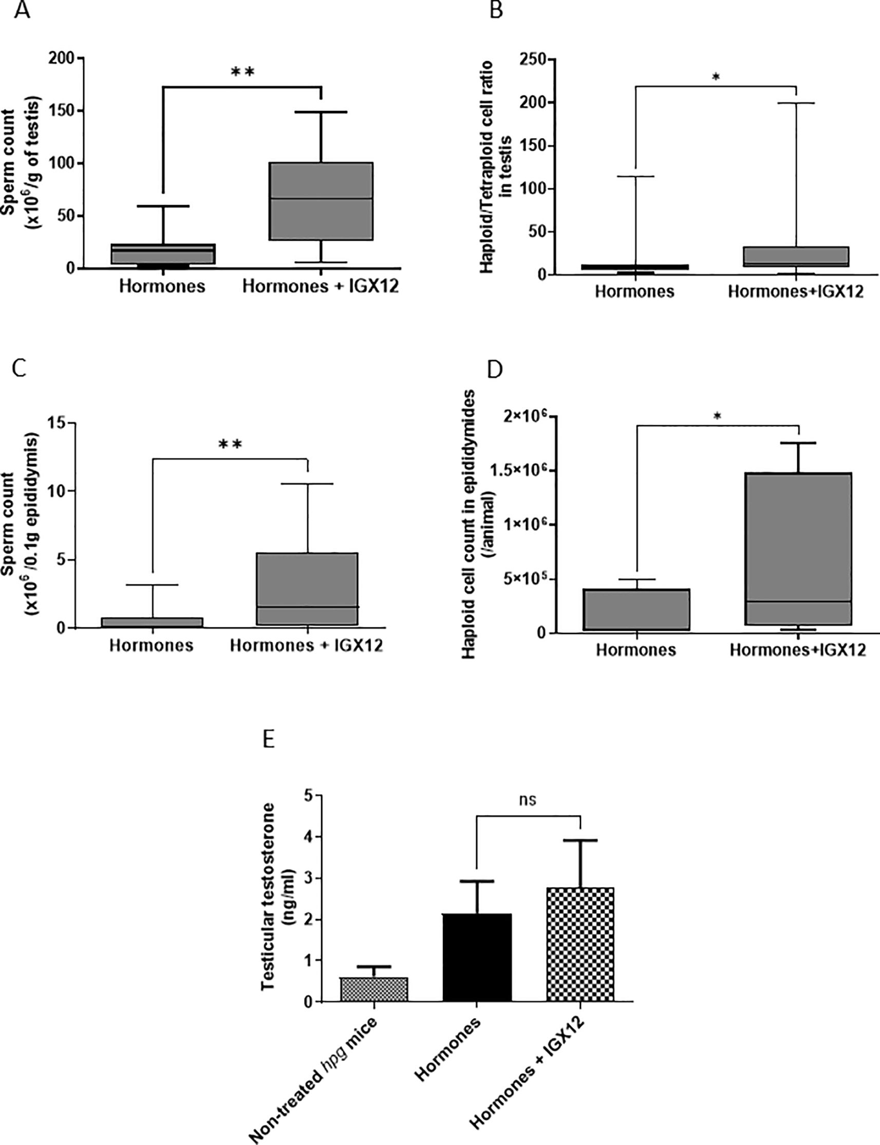 Graphs A to E show various reproductive metrics in mice treated with hormones versus hormones plus IGX12. Graph A shows increased sperm count in testes with IGX12. Graph B shows a higher haploid/traploid cell ratio with IGX12. Graph C indicates a higher sperm count in epididymis with IGX12. Graph D shows increased haploid cell count in epididymides with IGX12. Graph E displays similar testicular testosterone levels across treatments, with no significant difference noted between groups.