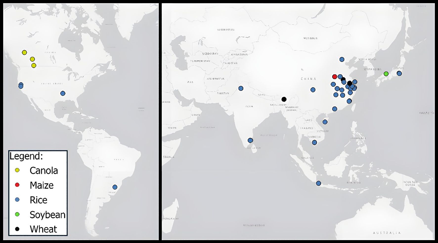 Map showing locations of grain harvest trials. The left panel displays North and South America with canola and rice sites. The right panel focuses on Asia, highlighting rice, wheat, maize, and soybean locations. Legend: yellow for canola, red for maize, blue for rice, green for soybean, and black for wheat.