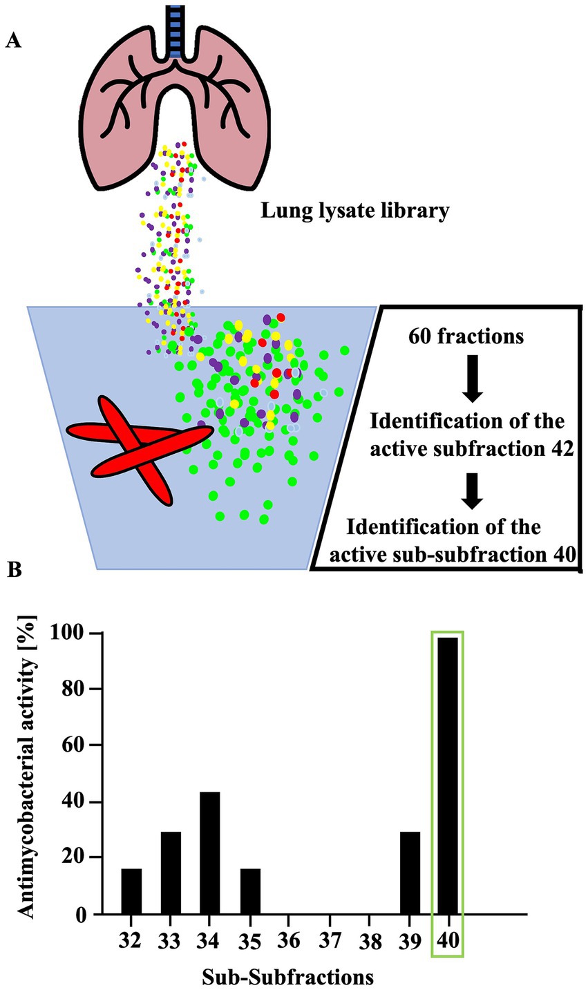 Diagram illustrating the identification of active antibacterial fractions from a lung lysate library. Panel A shows the process of obtaining 60 fractions, identifying active subfraction 42, and further isolating active sub-subfraction 40. Panel B is a bar chart displaying the antimycobacterial activity percentages of sub-subfractions, highlighting sub-subfraction 40 with the highest activity.