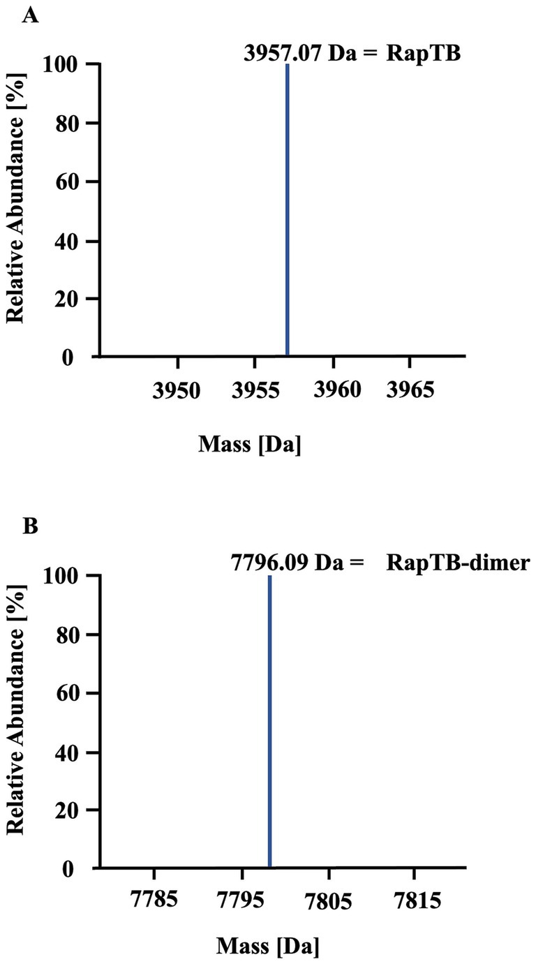 Mass spectrometry graphs show relative abundance versus mass in Daltons. Graph A displays a peak at 3957.07 Da for RapTB. Graph B shows a peak at 7796.09 Da for RapTB-dimer. Both graphs have 100% relative abundance at the peak.